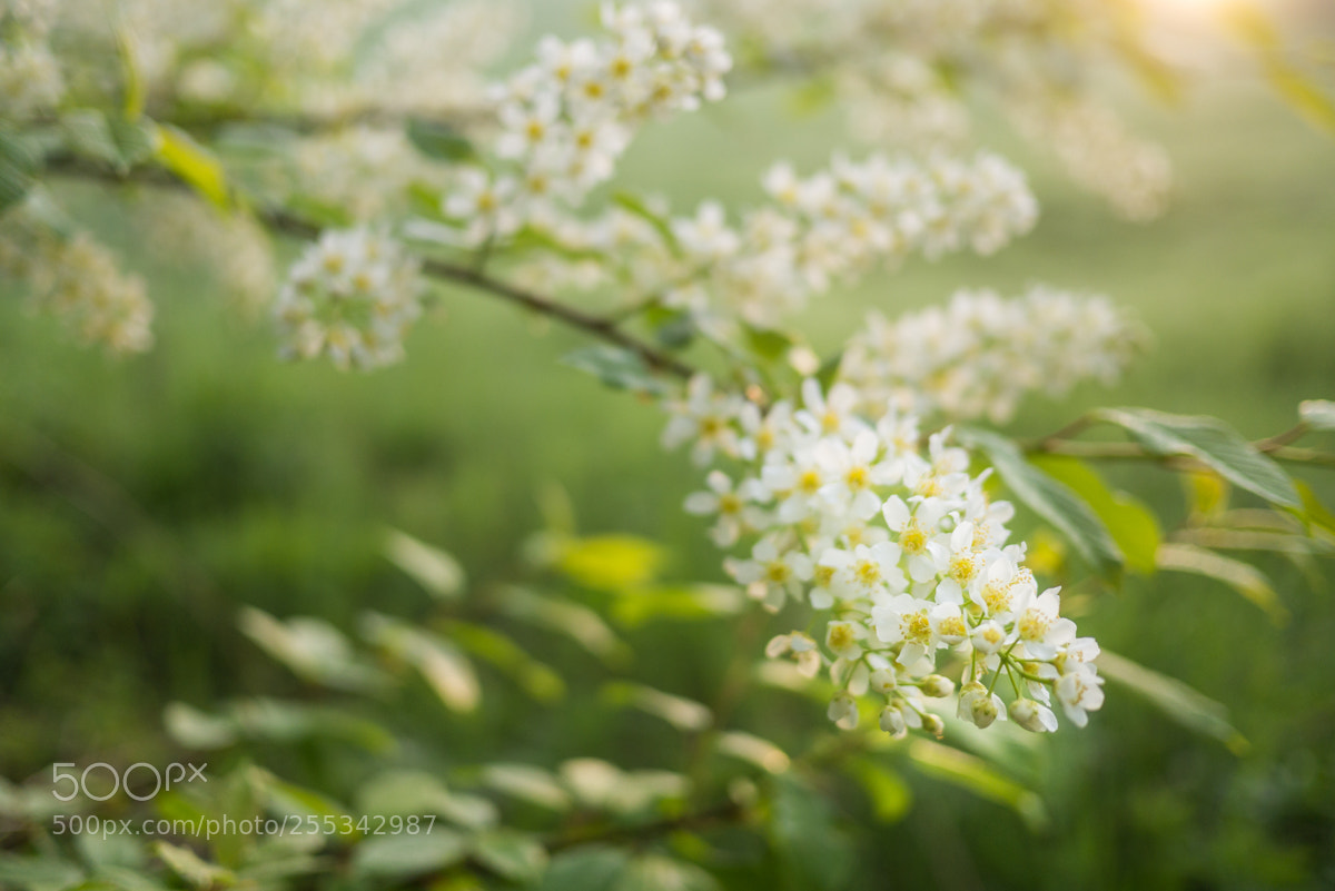 Panasonic Lumix DMC-GX7 sample photo. The smell of black photography