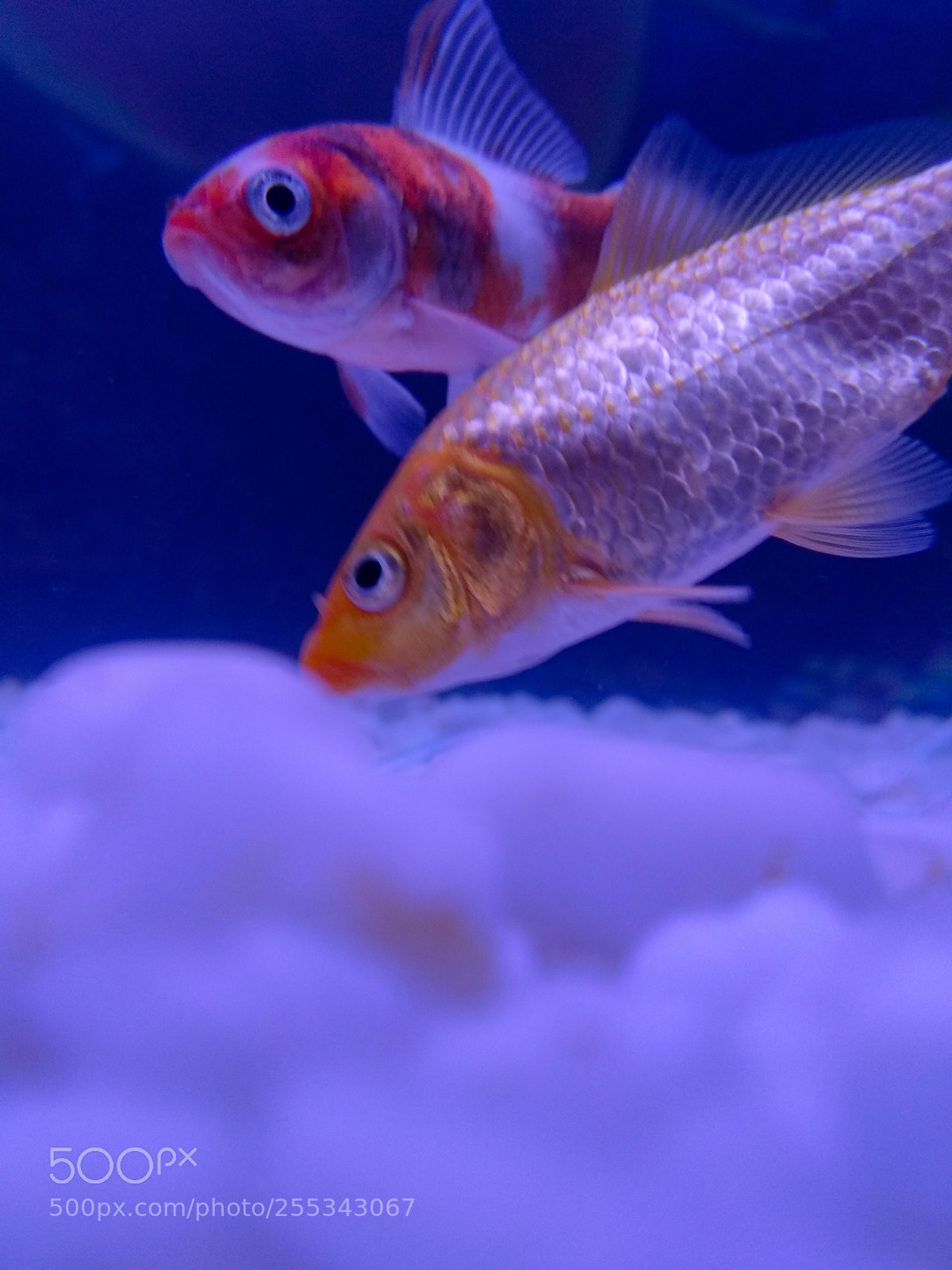 Xiaomi Mi A1 sample photo. Fish-wish! photography