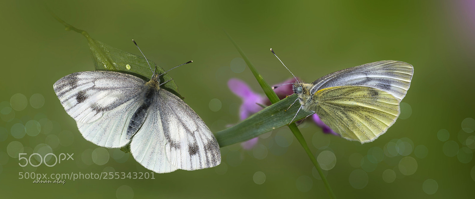 Nikon D5 sample photo. Yalanc beyazmelek - pieris photography
