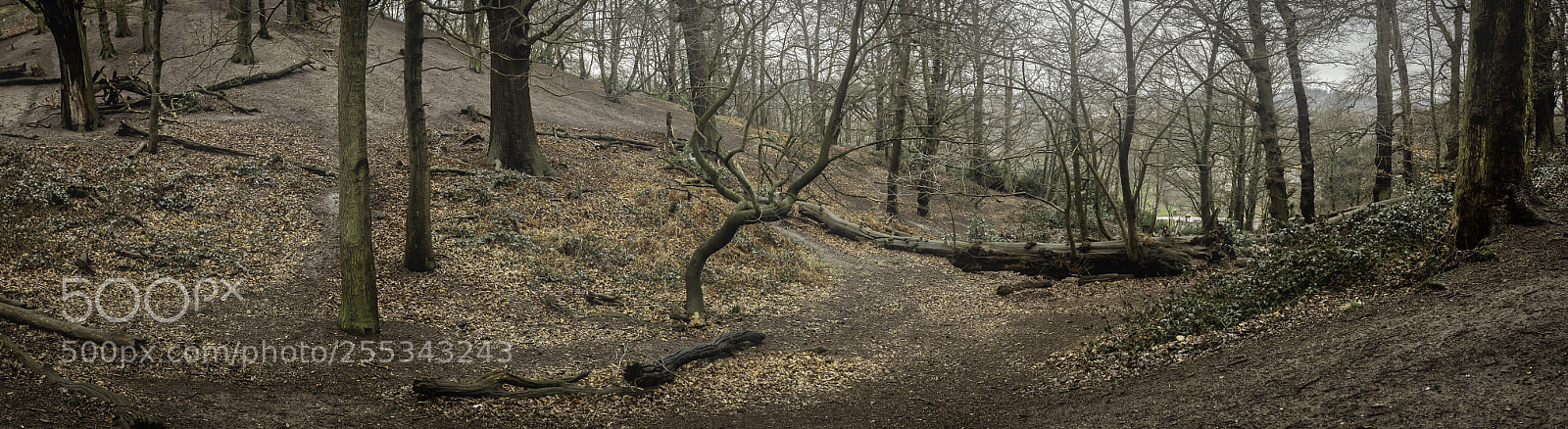 Canon EOS 5D Mark II sample photo. Woodland photography