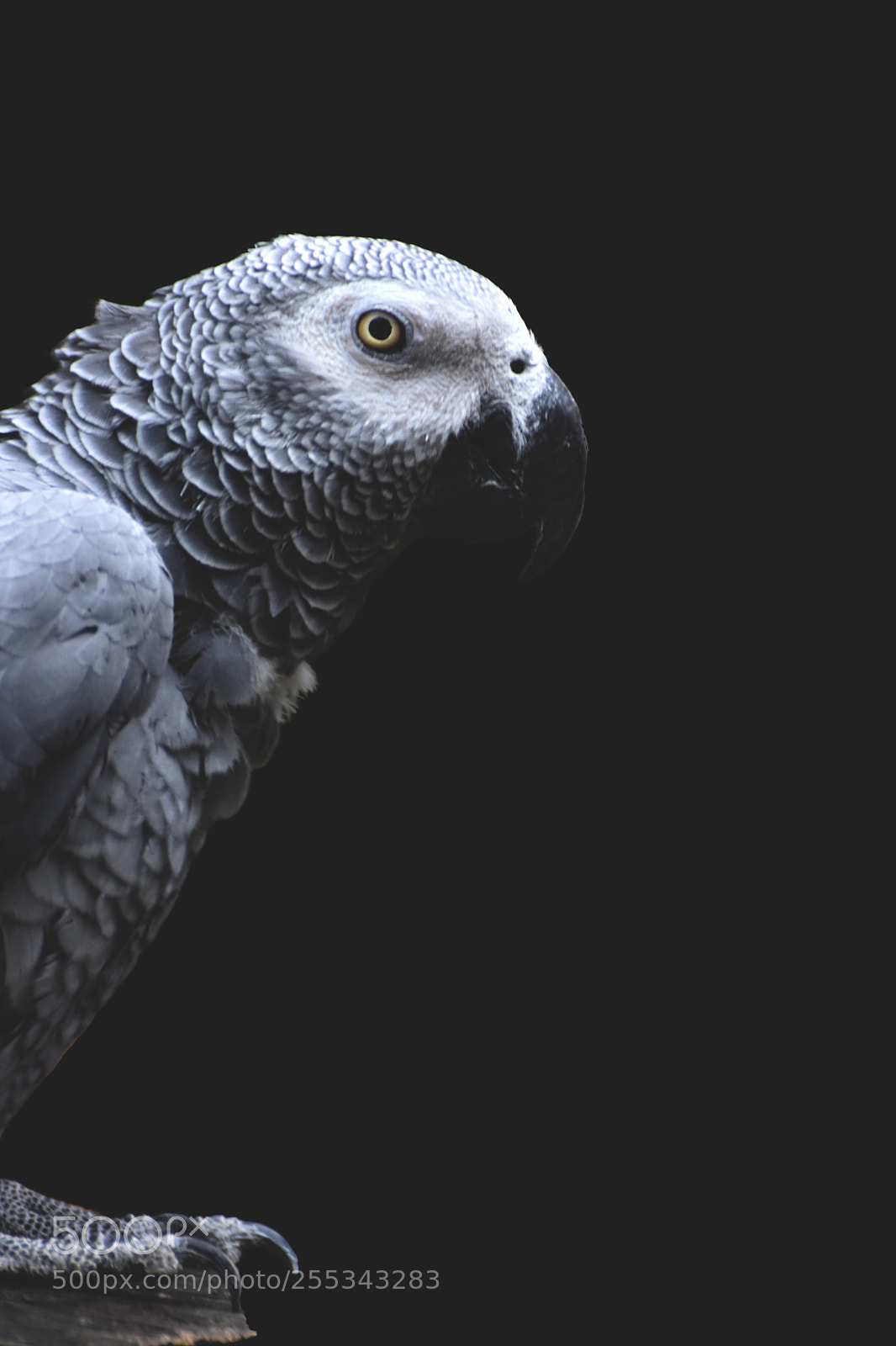Nikon D7200 sample photo. Gris du gabon photography