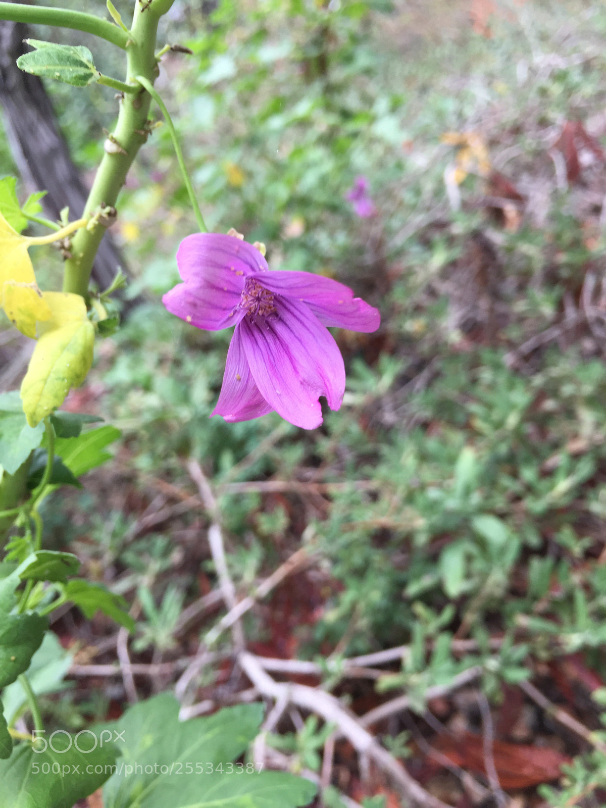 Apple iPhone 6 Plus sample photo. Untitled photography