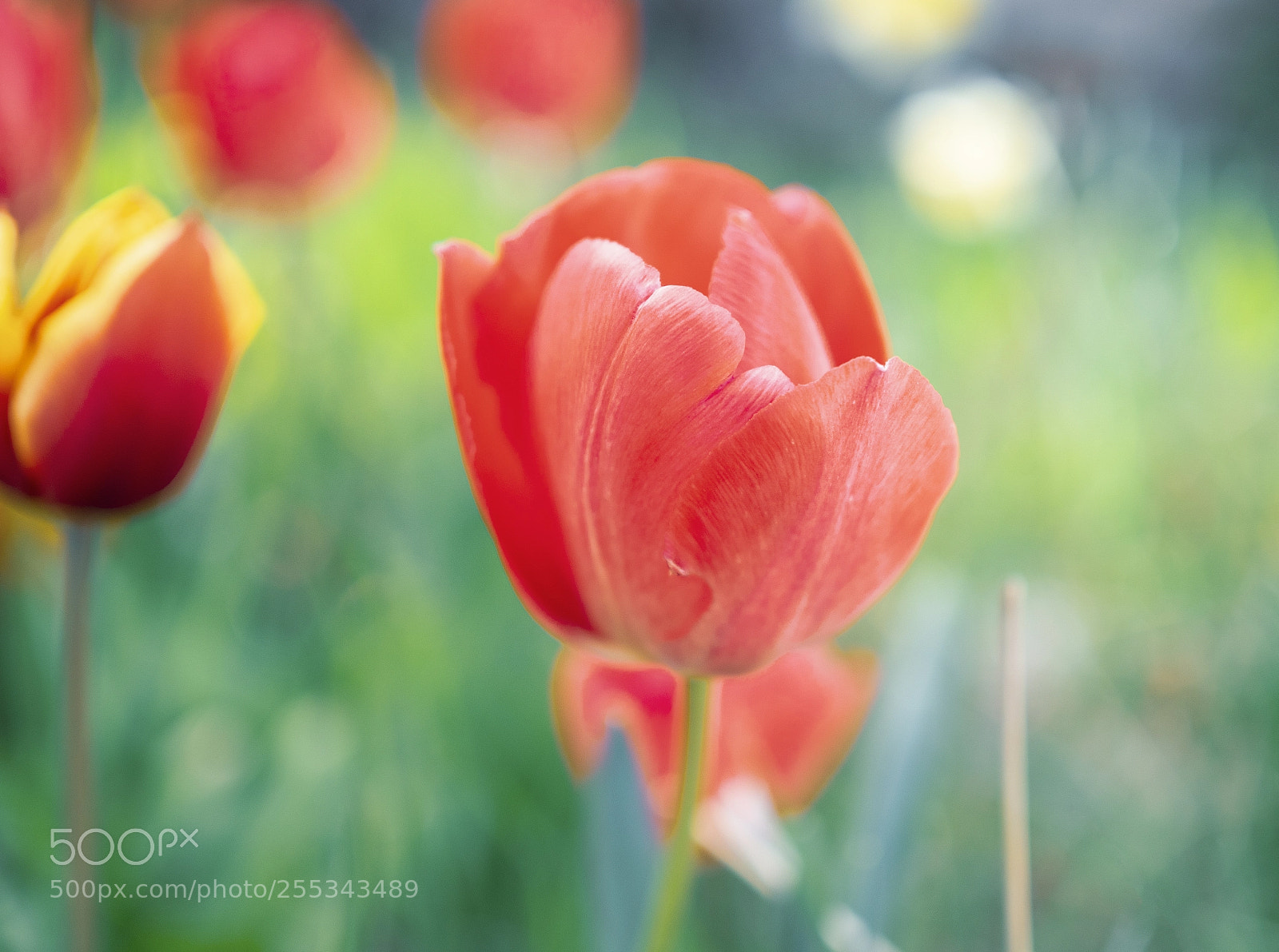 Olympus PEN-F sample photo. Perfect petals photography