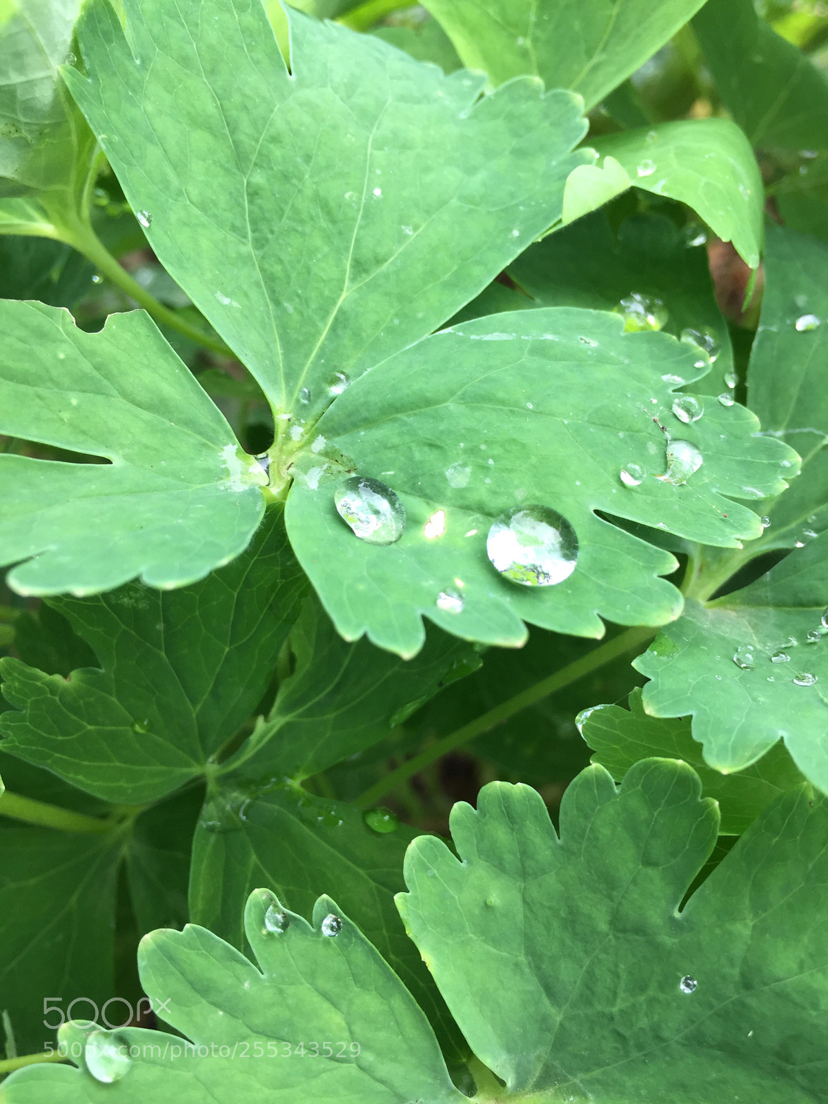 Apple iPhone 6 Plus sample photo. Untitled photography