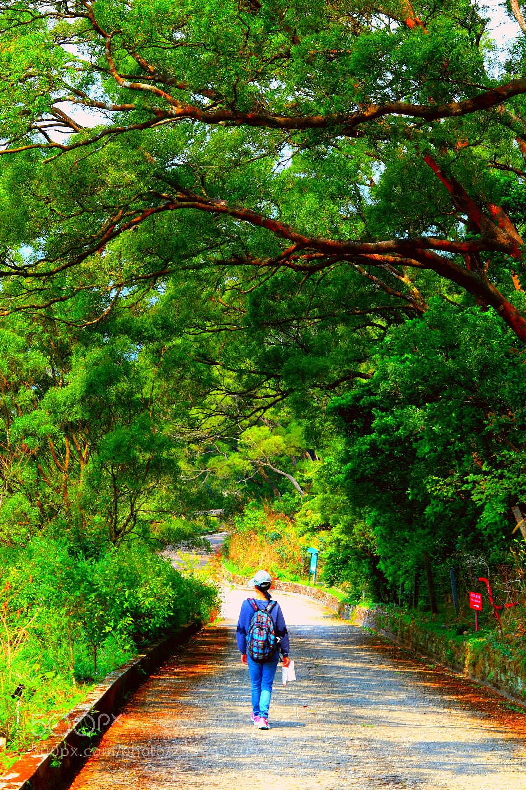 Canon EOS M5 sample photo. Walking around forest photography