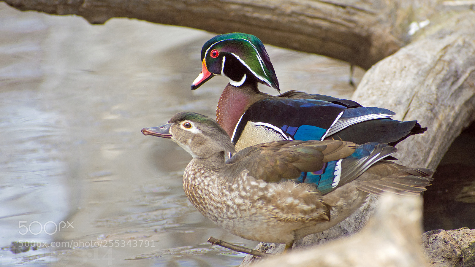 Nikon D7200 sample photo. Canard branchu m le photography