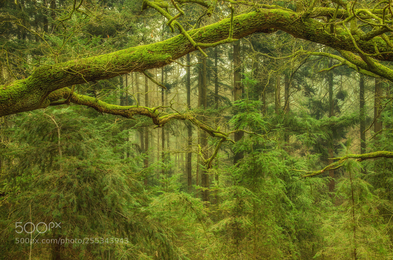 Nikon D7000 sample photo. The green forest photography