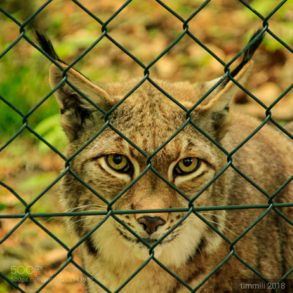 Canon EOS 1300D (EOS Rebel T6 / EOS Kiss X80) sample photo. Luchs hinter gittern photography