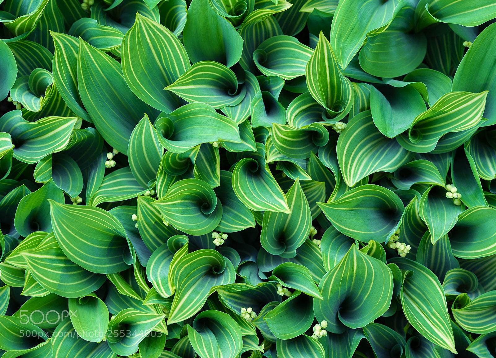 Sony a7R II sample photo. Purest green photography