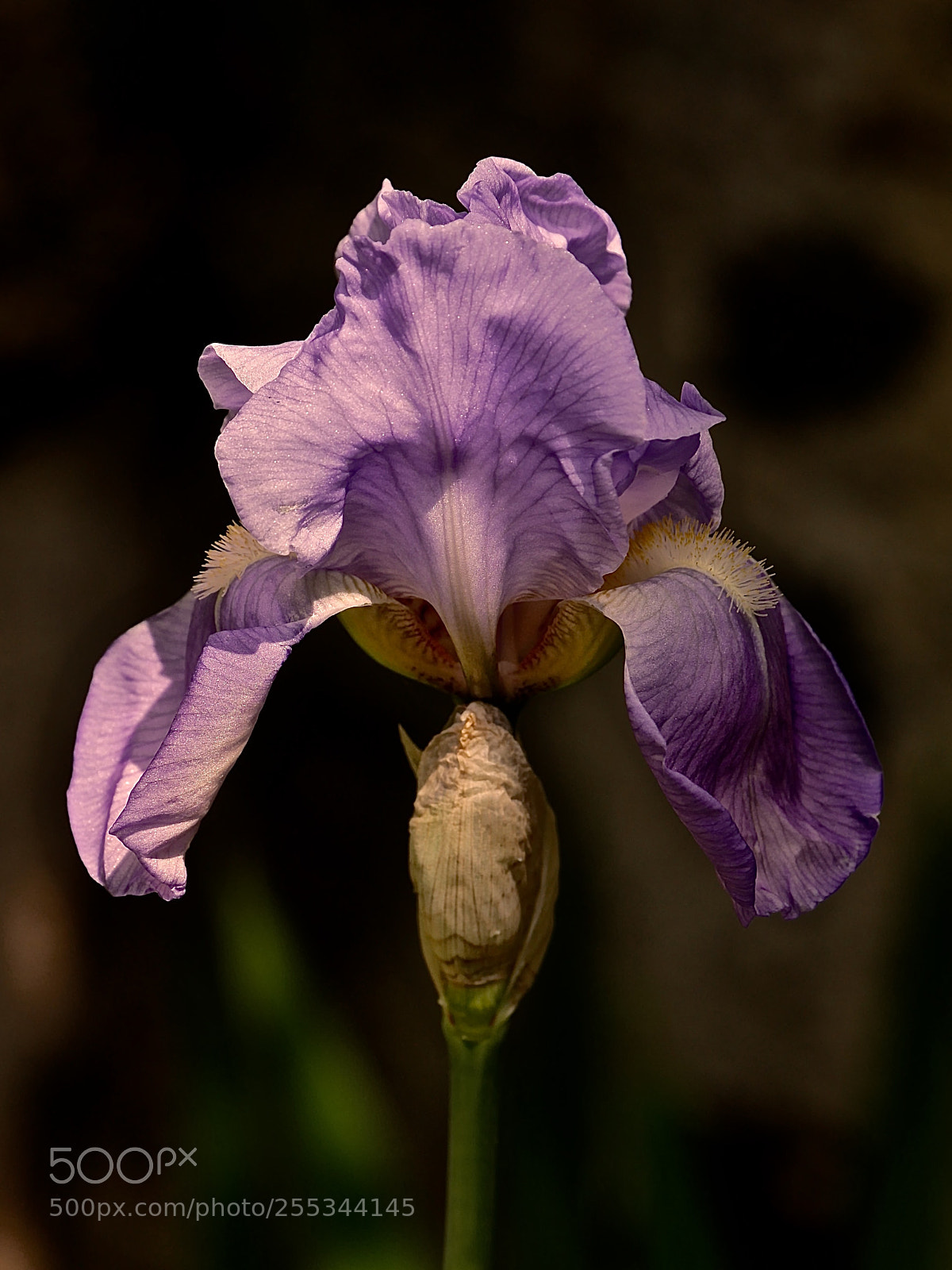 Panasonic Lumix DMC-GX85 (Lumix DMC-GX80 / Lumix DMC-GX7 Mark II) sample photo. Evening in my garden photography
