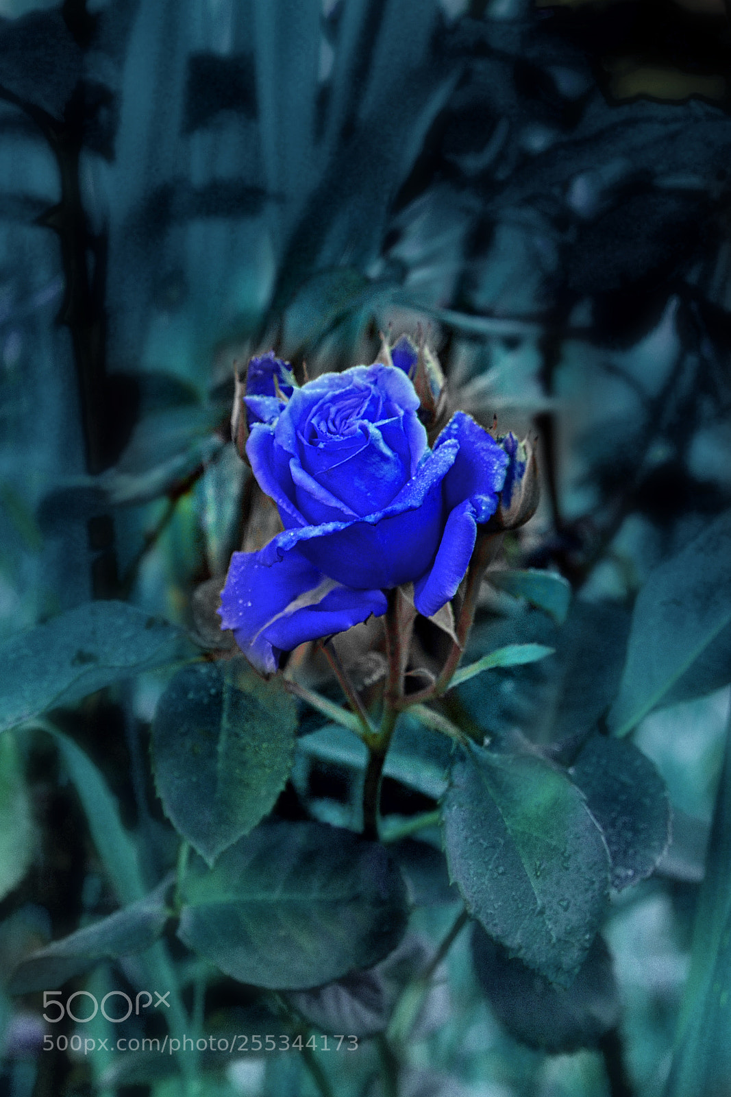 Nikon D300 sample photo. Rose photography