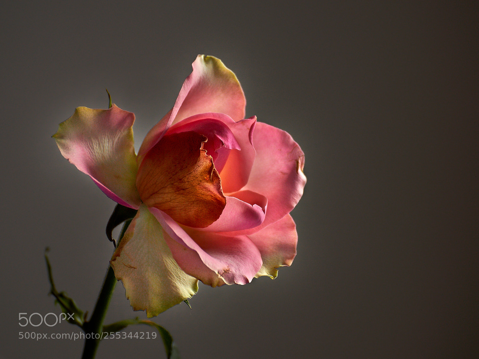 Sony SLT-A65 (SLT-A65V) sample photo. Rose -1 photography
