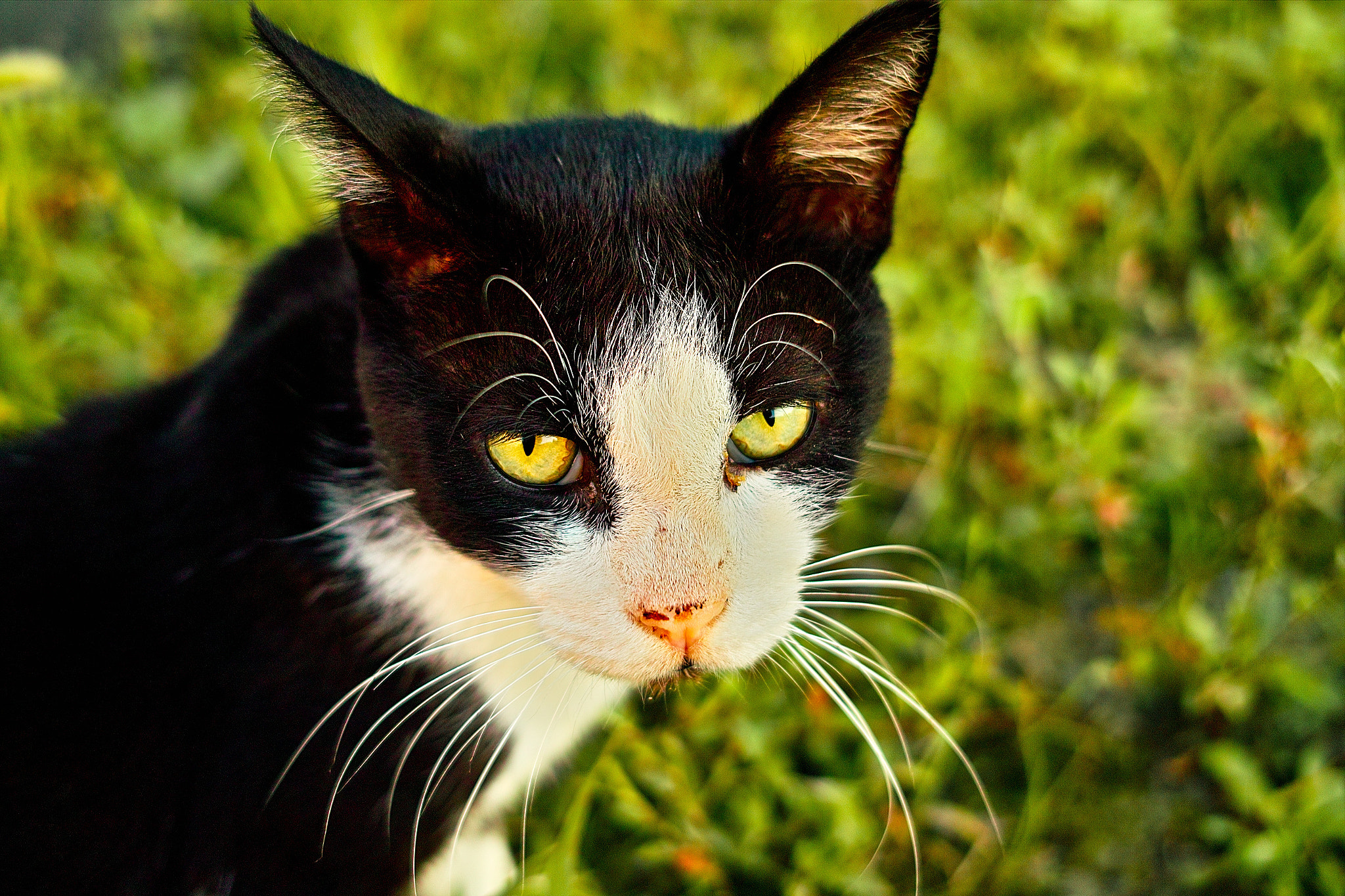 Sigma DP2 sample photo. Cat every day photography