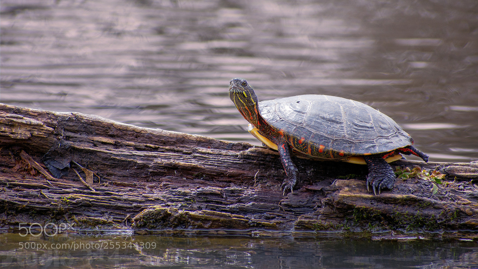 Nikon D7200 sample photo. Tortue peinte - painted photography
