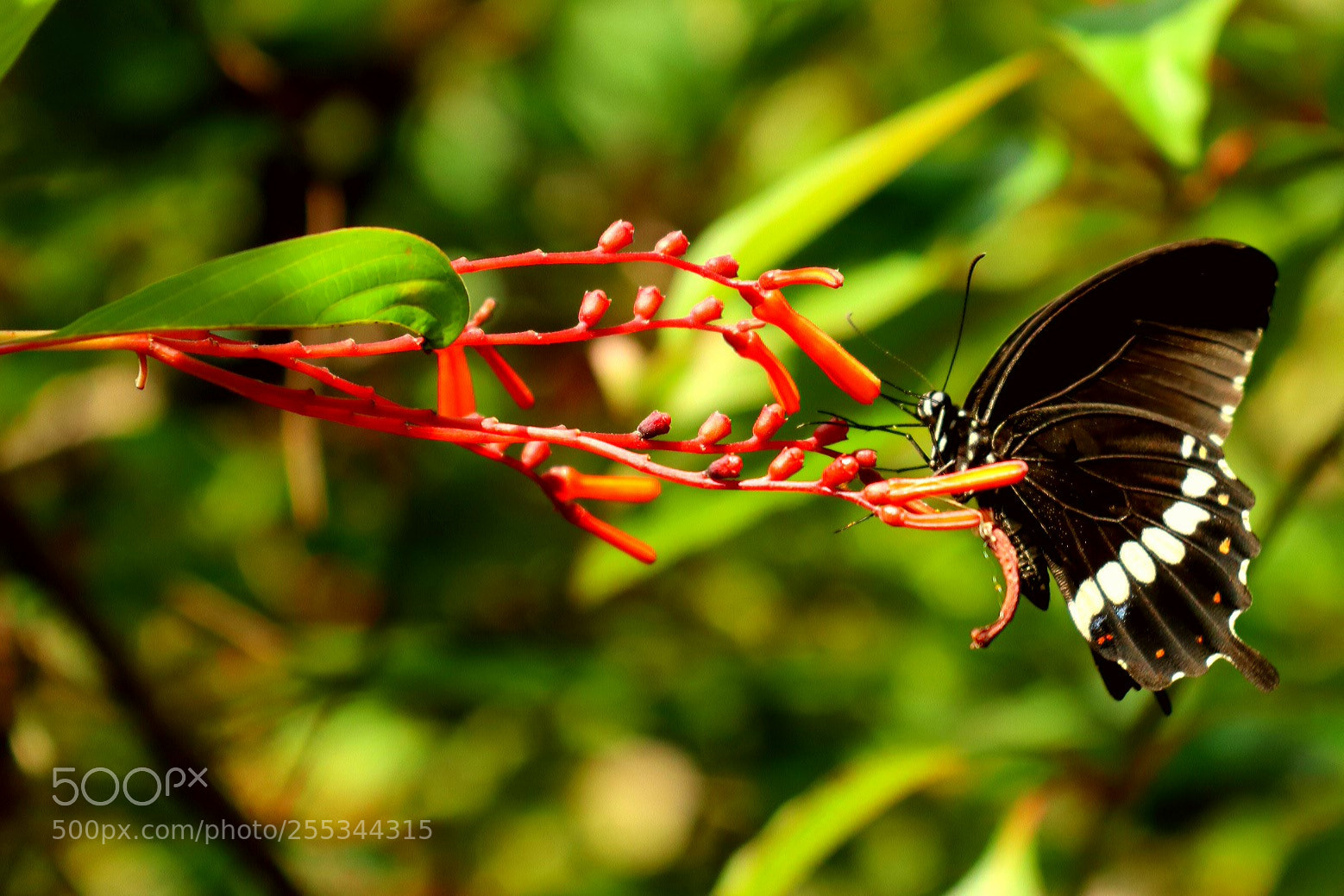 Canon EOS M5 sample photo. Butterfly... another one photography