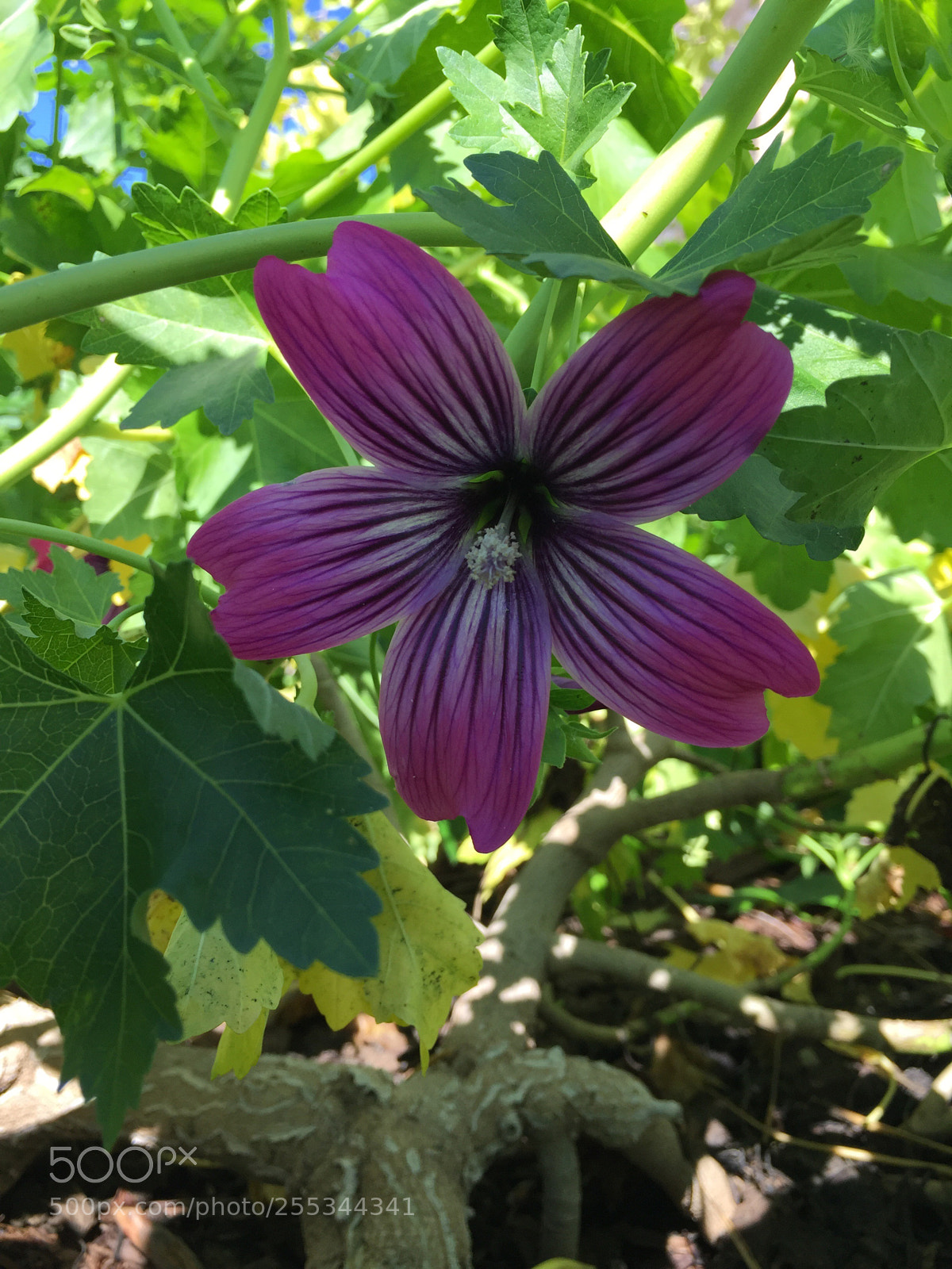 Apple iPhone 6 Plus sample photo. Untitled photography