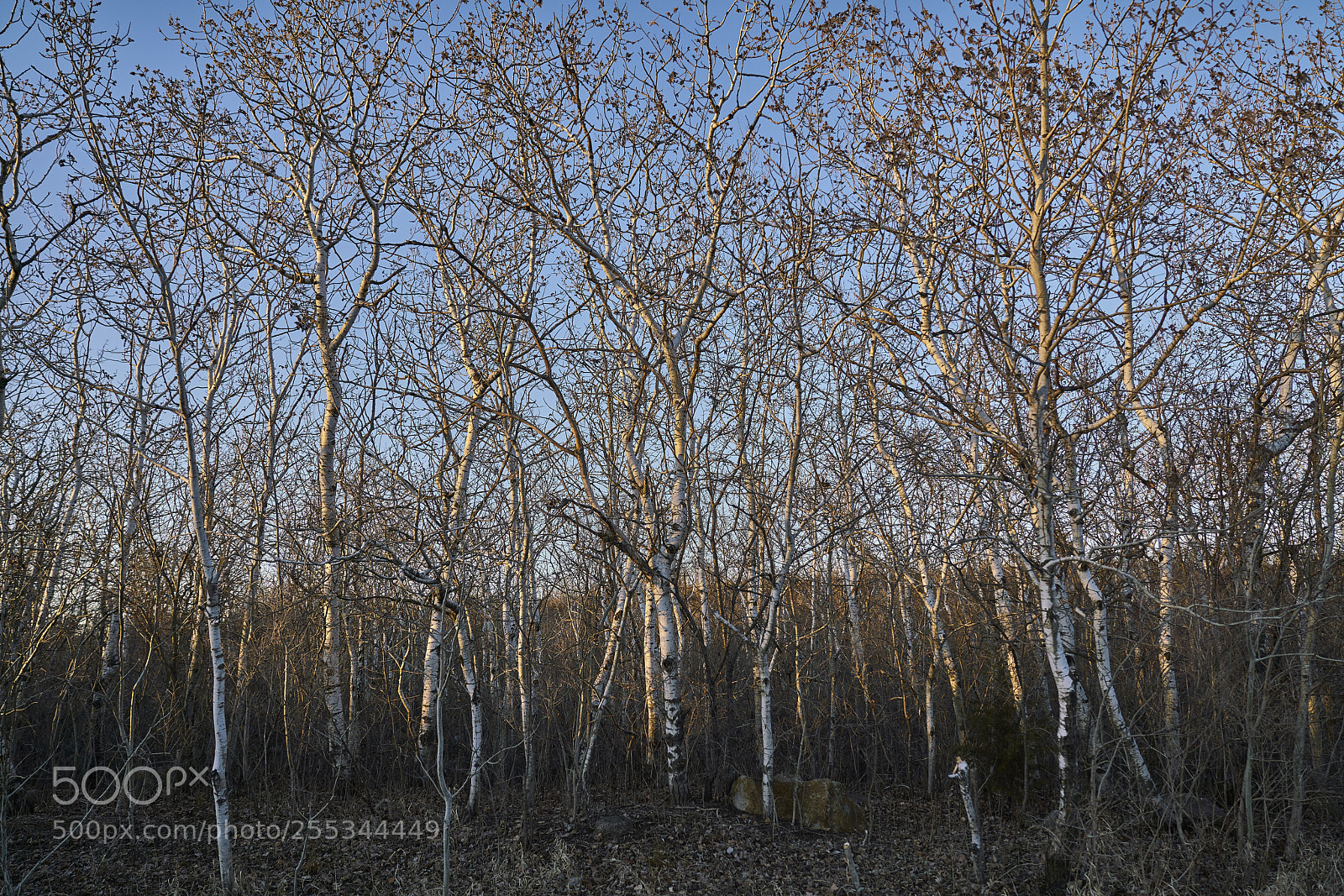 Sony a7R II sample photo. Dance of the forest photography