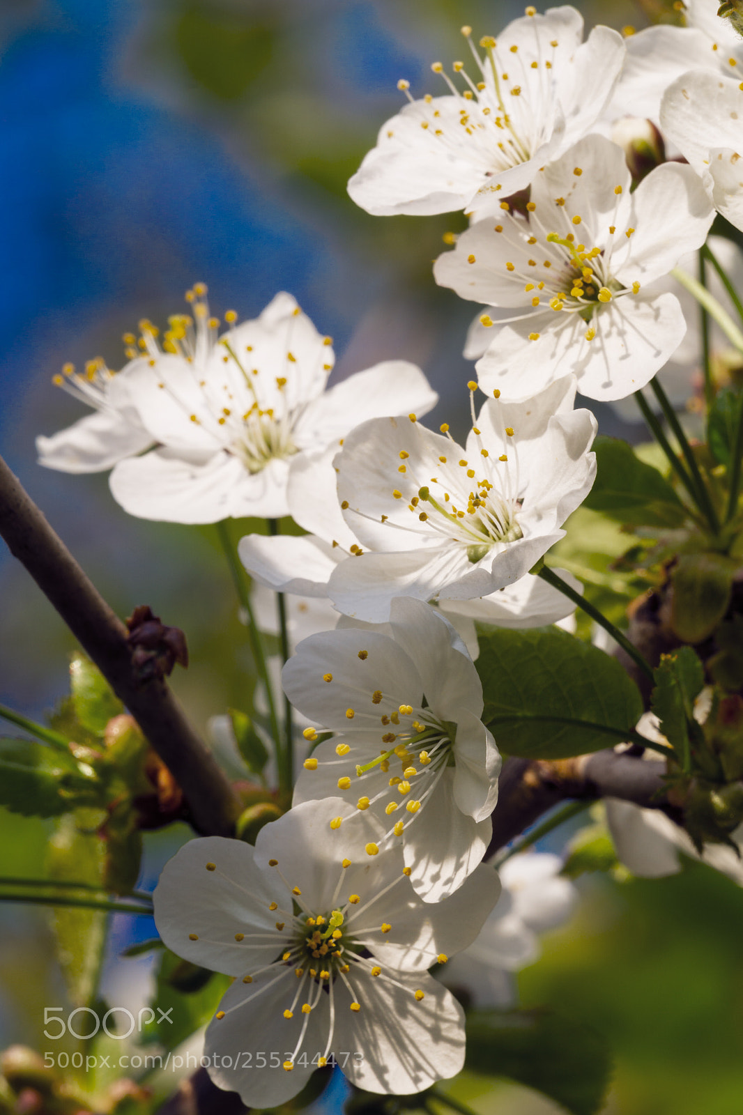 Sony a6000 sample photo. Blüten photography