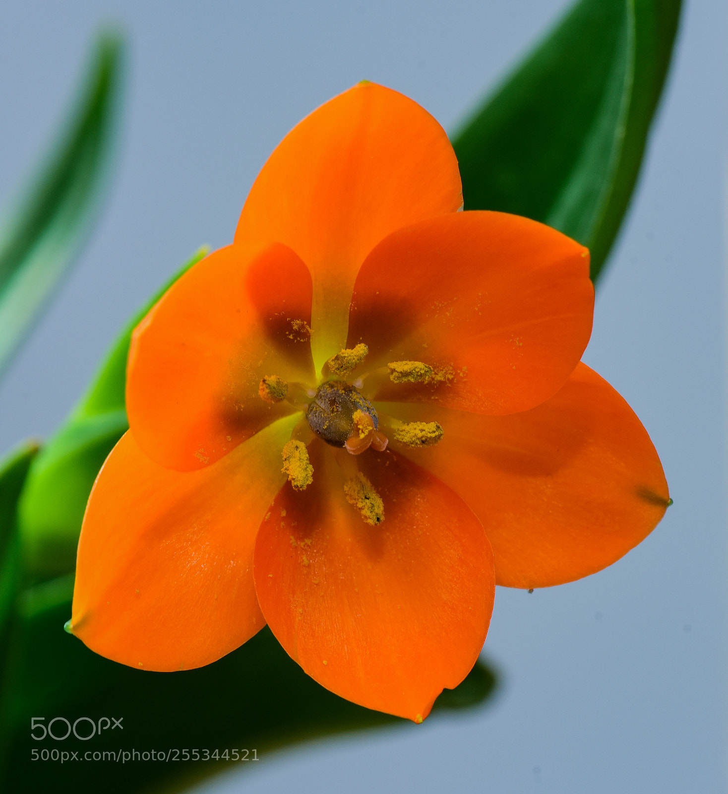 Nikon D810 sample photo. Ornithogalum dubium photography