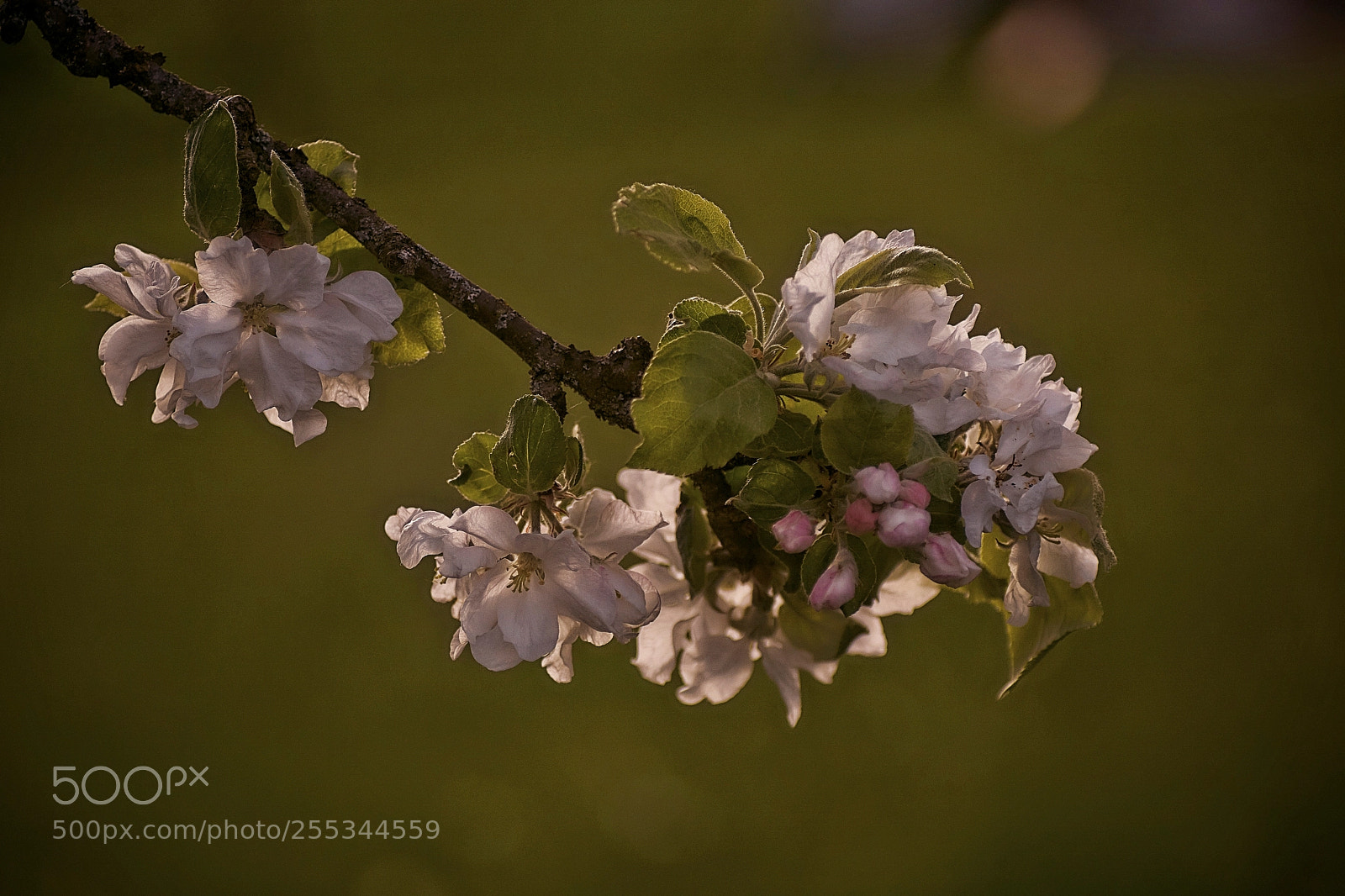 Sony ILCA-77M2 sample photo. Blossoming of apple tree! photography