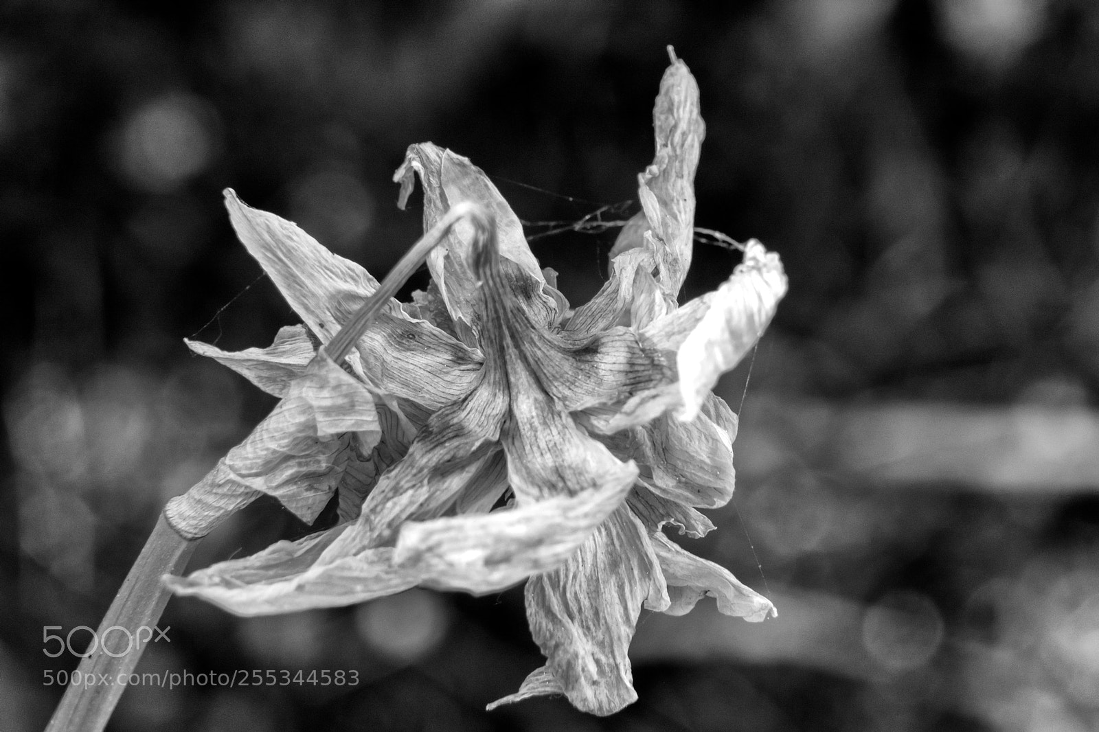 Nikon D7100 sample photo. Trans-formations photography