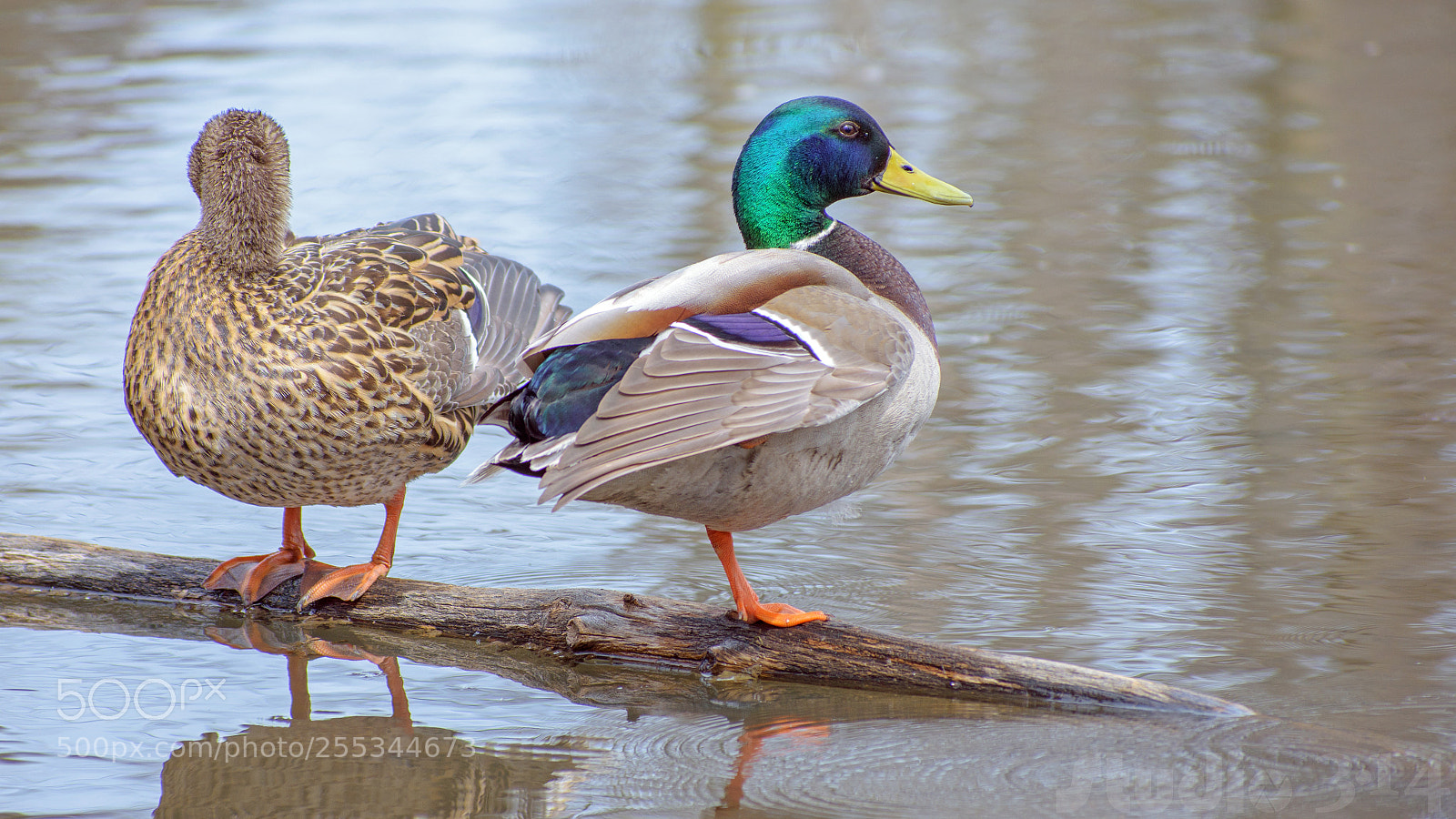 Nikon D7200 sample photo. Canard colvert ou canard photography
