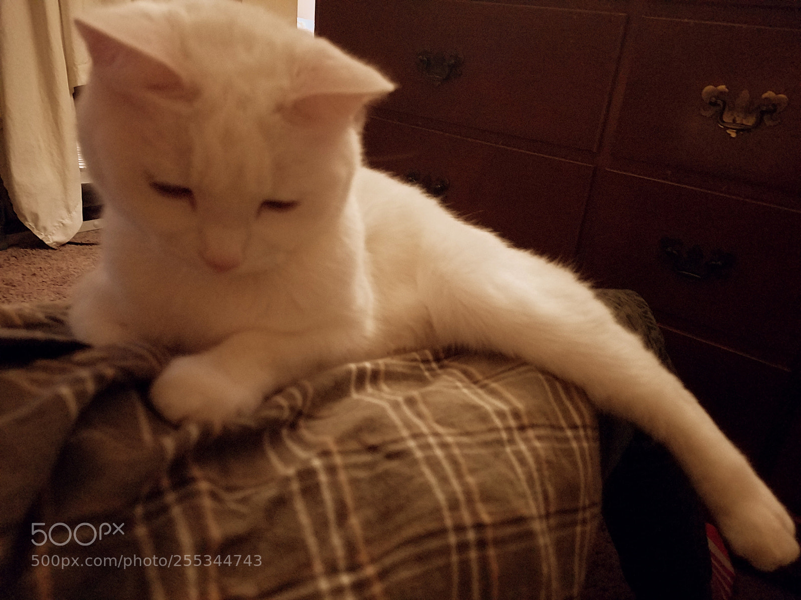 Samsung Galaxy S7 sample photo. Cat photography