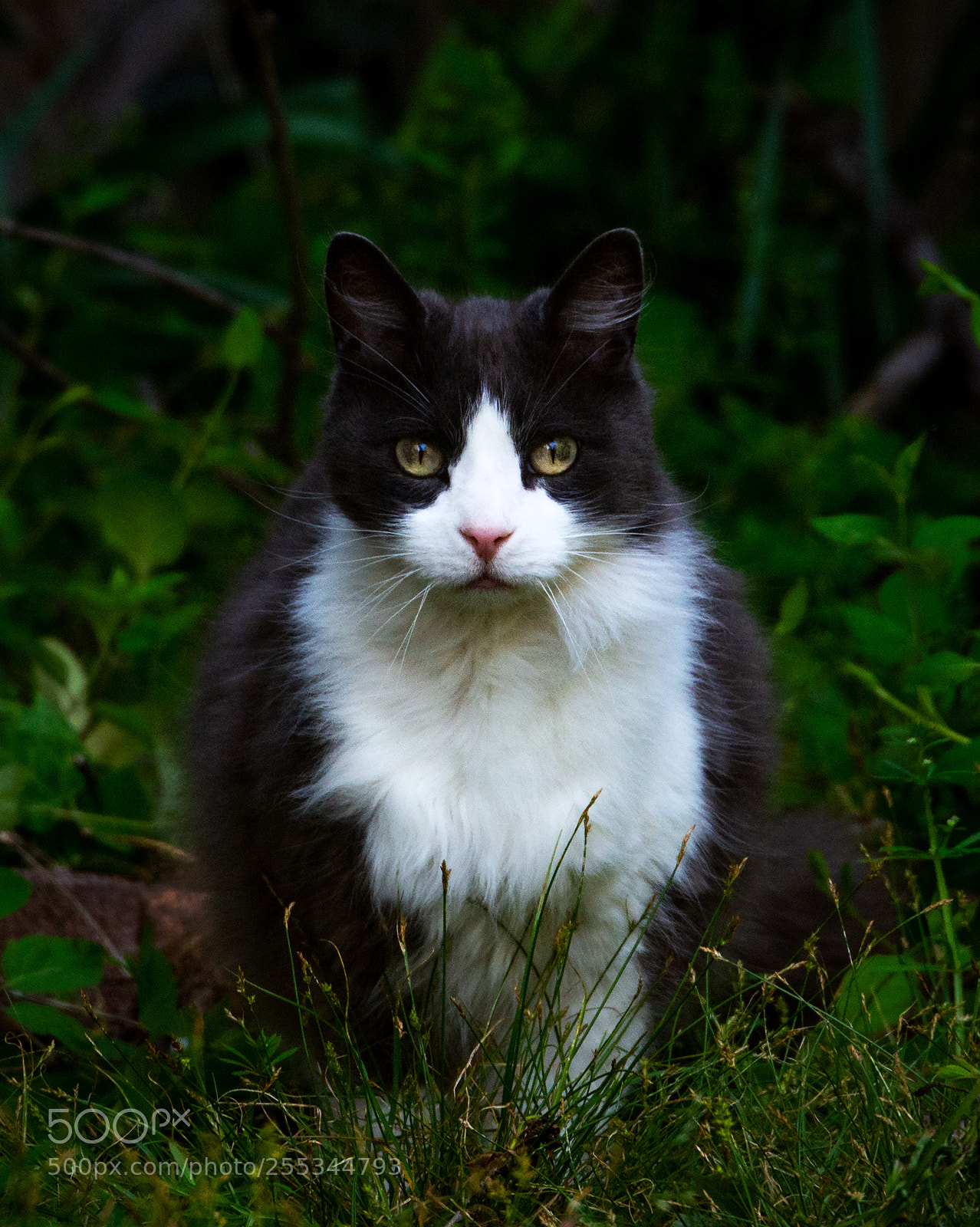Nikon D7100 sample photo. Mesmerism take me to photography