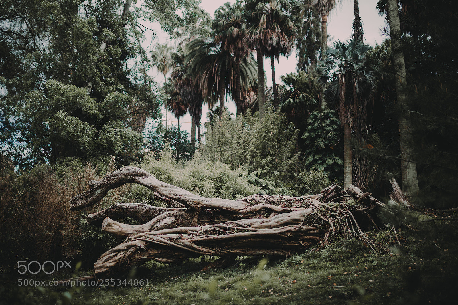 Canon EOS 6D sample photo. The enchanted forest photography