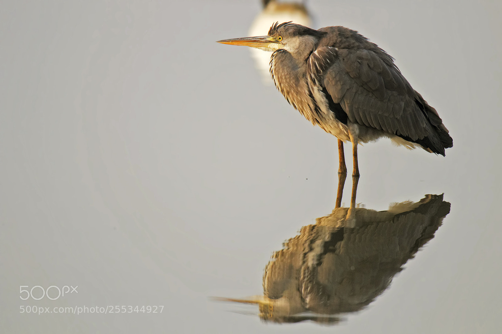 Canon EOS 80D sample photo. Ardea cinerea photography