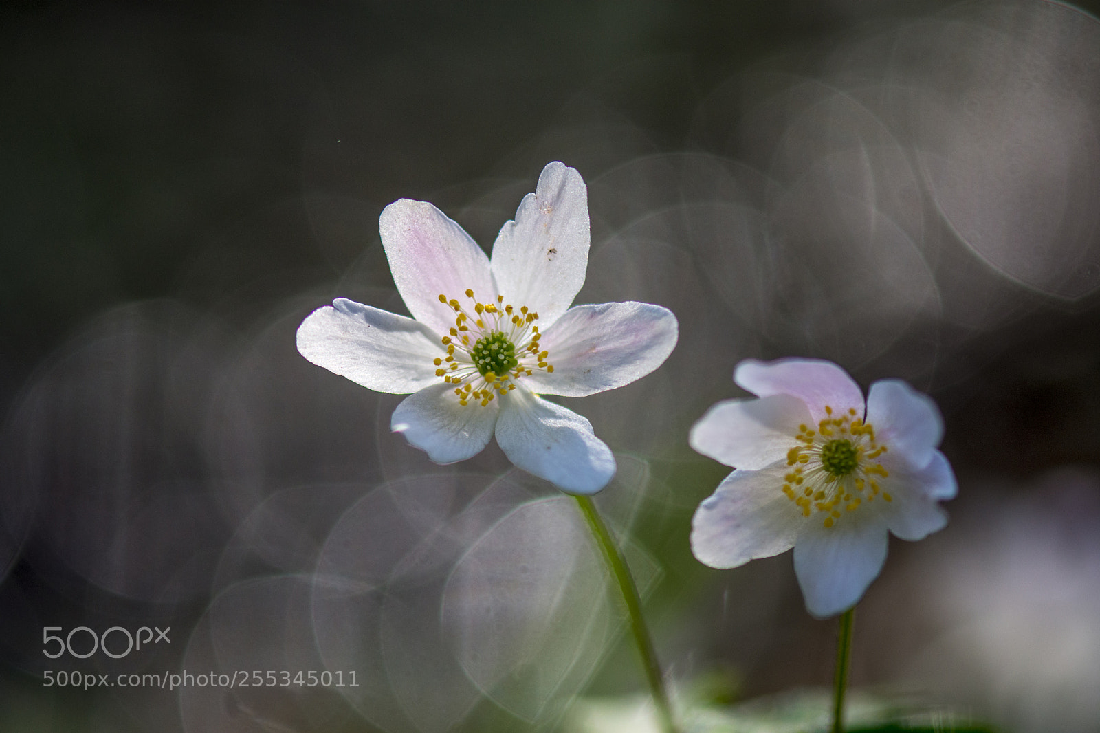 Nikon D7200 sample photo. Matin d'avril ... photography