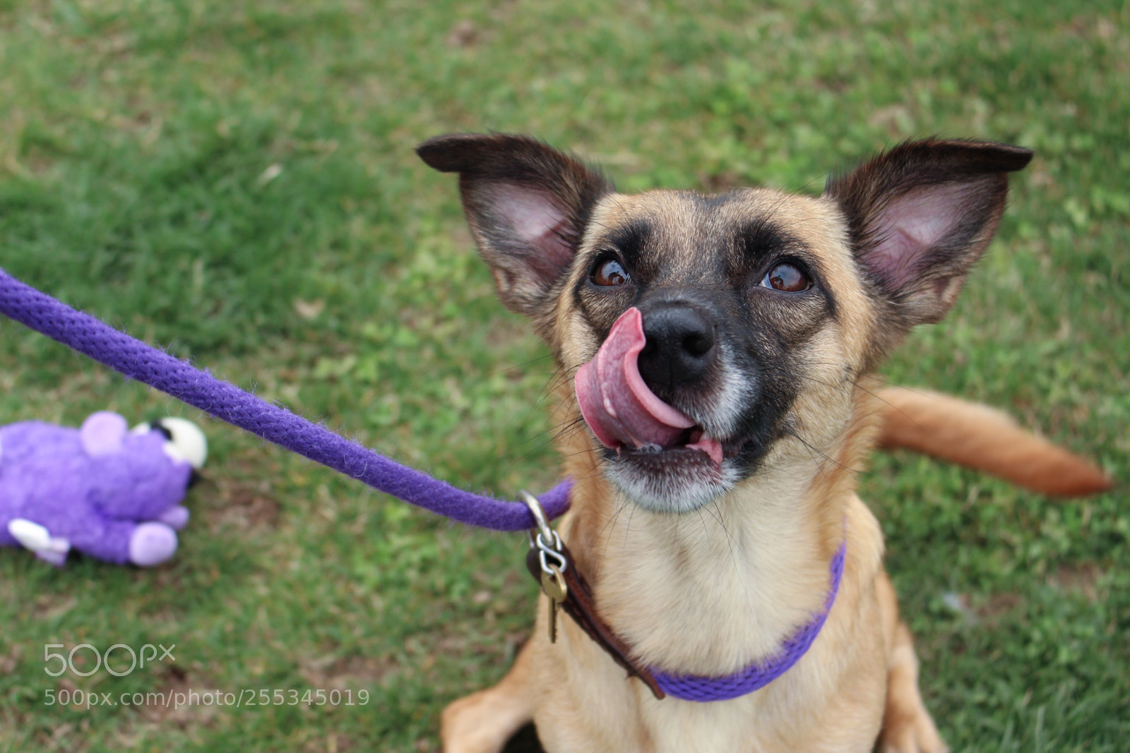 Canon EOS 700D (EOS Rebel T5i / EOS Kiss X7i) sample photo. Adopt photography