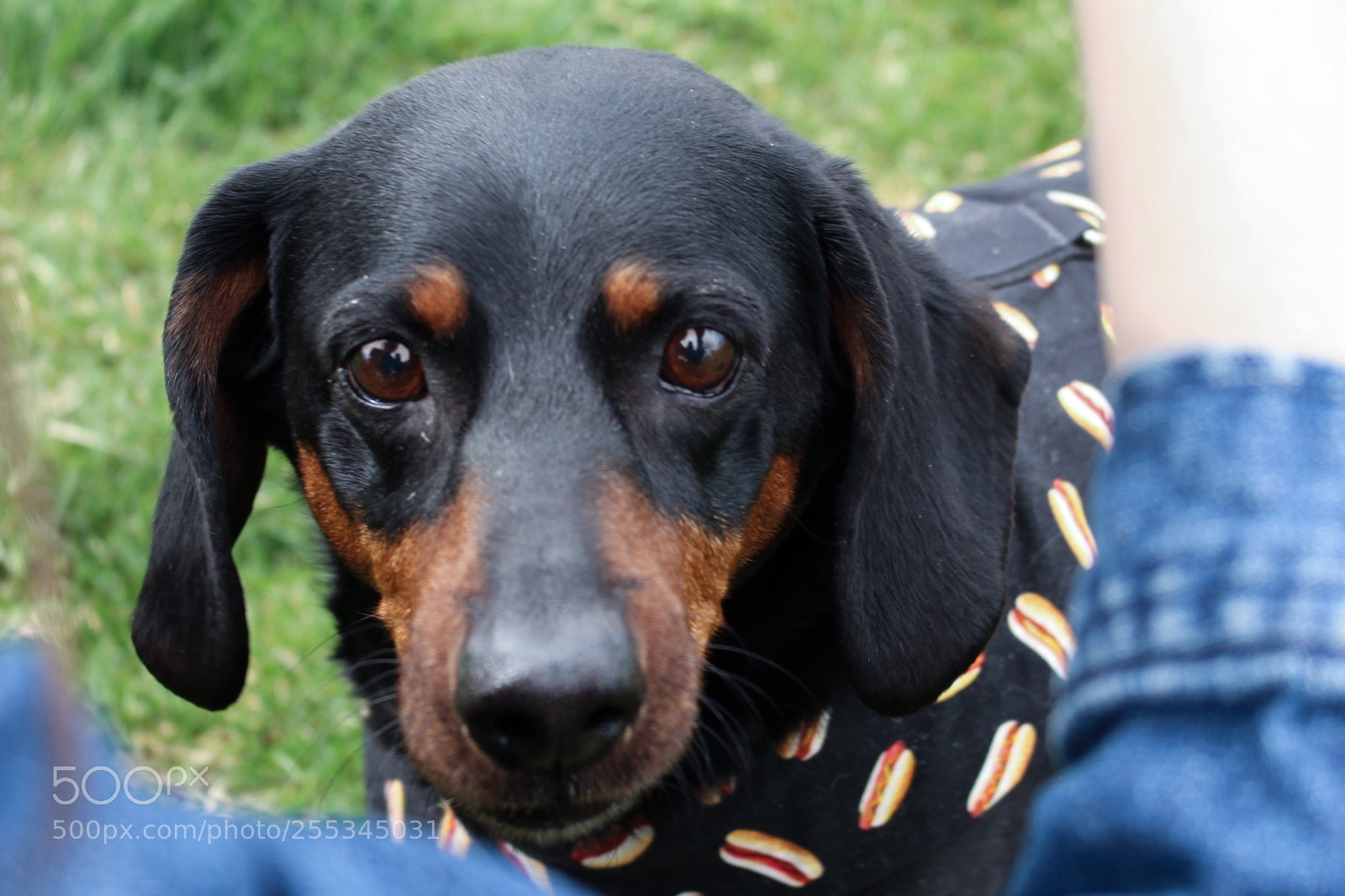 Canon EOS 700D (EOS Rebel T5i / EOS Kiss X7i) sample photo. Adopt photography