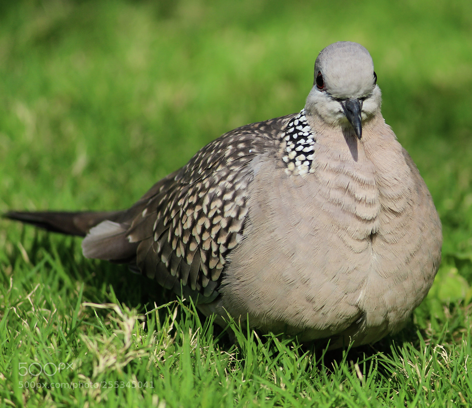 Canon EOS 1200D (EOS Rebel T5 / EOS Kiss X70 / EOS Hi) sample photo. A beautiful pigeon ! photography