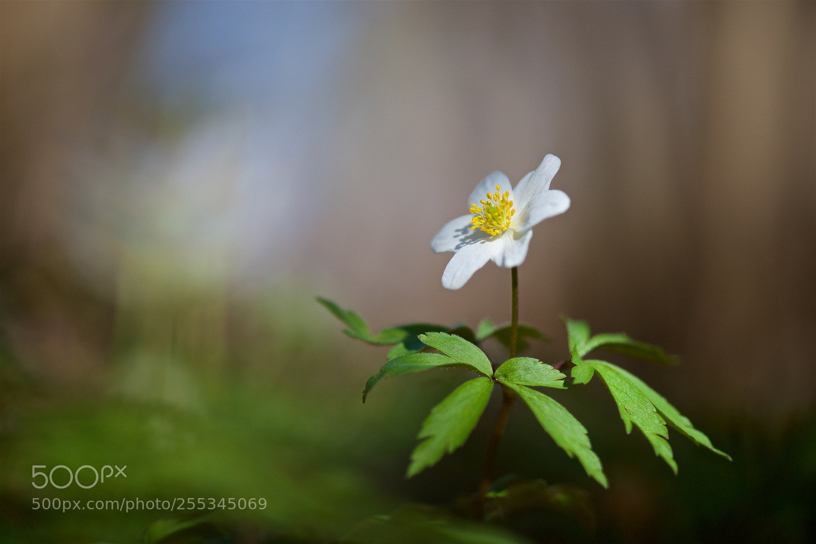 Nikon D810 sample photo. Small dancer. photography