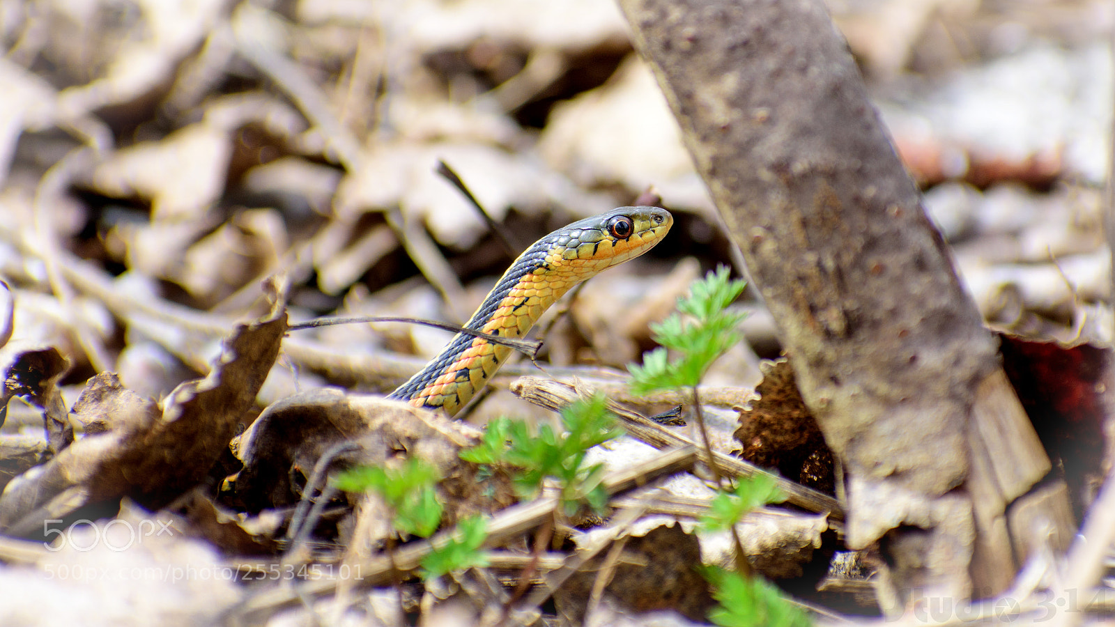 Nikon D7200 sample photo. Couleuvre ray e photography