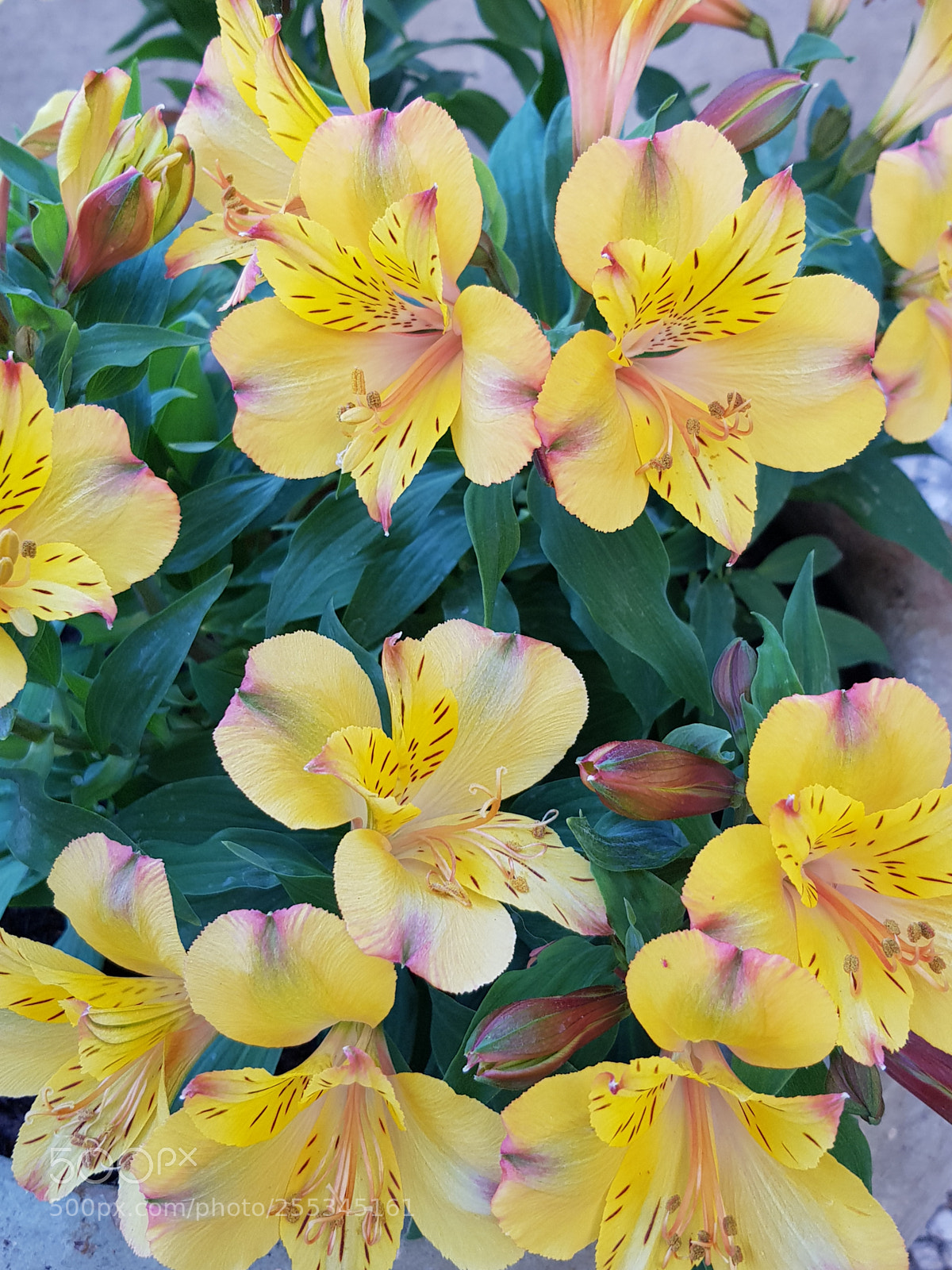 Samsung Galaxy S8 sample photo. Untitled photography
