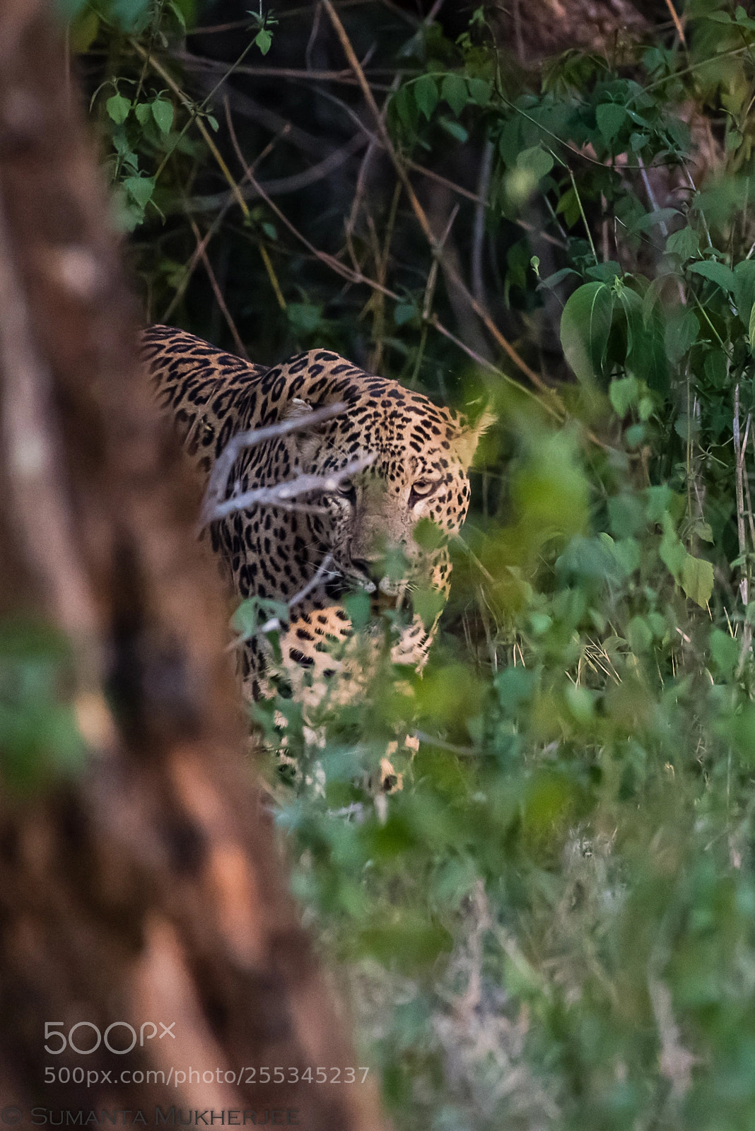 Nikon D810 sample photo. First look photography