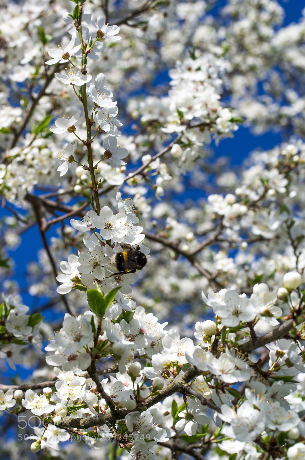 Pentax K-5 sample photo. Bumblebee at work photography