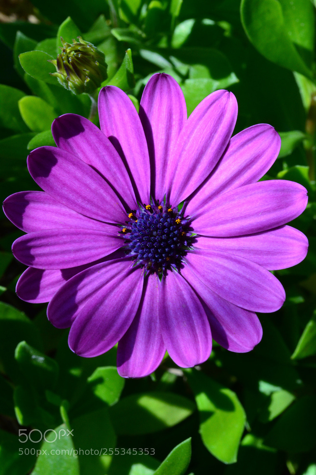 Nikon D5200 sample photo. Dsc photography