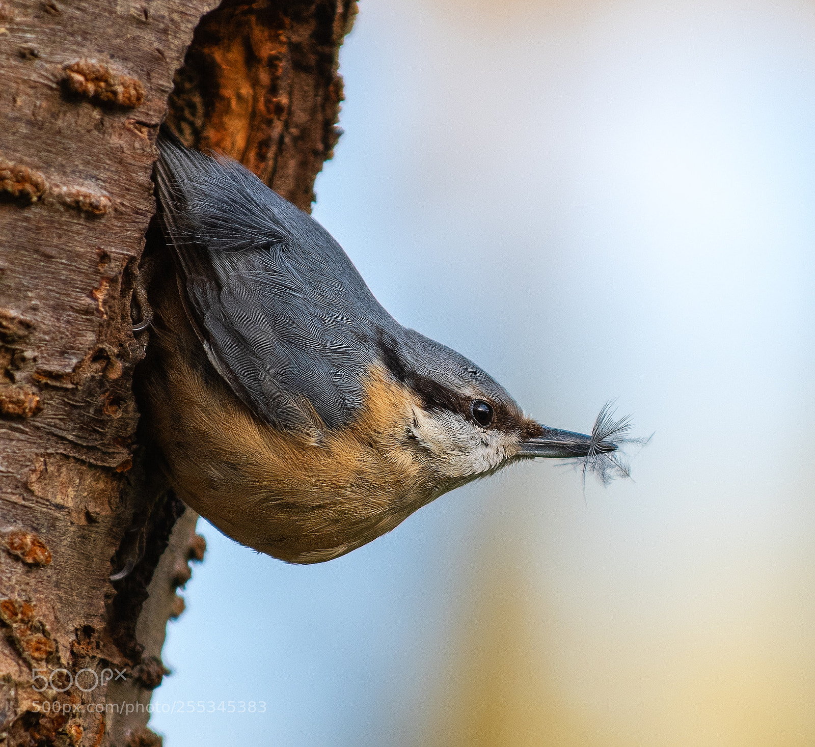 Nikon D500 sample photo. Nuthatch photography