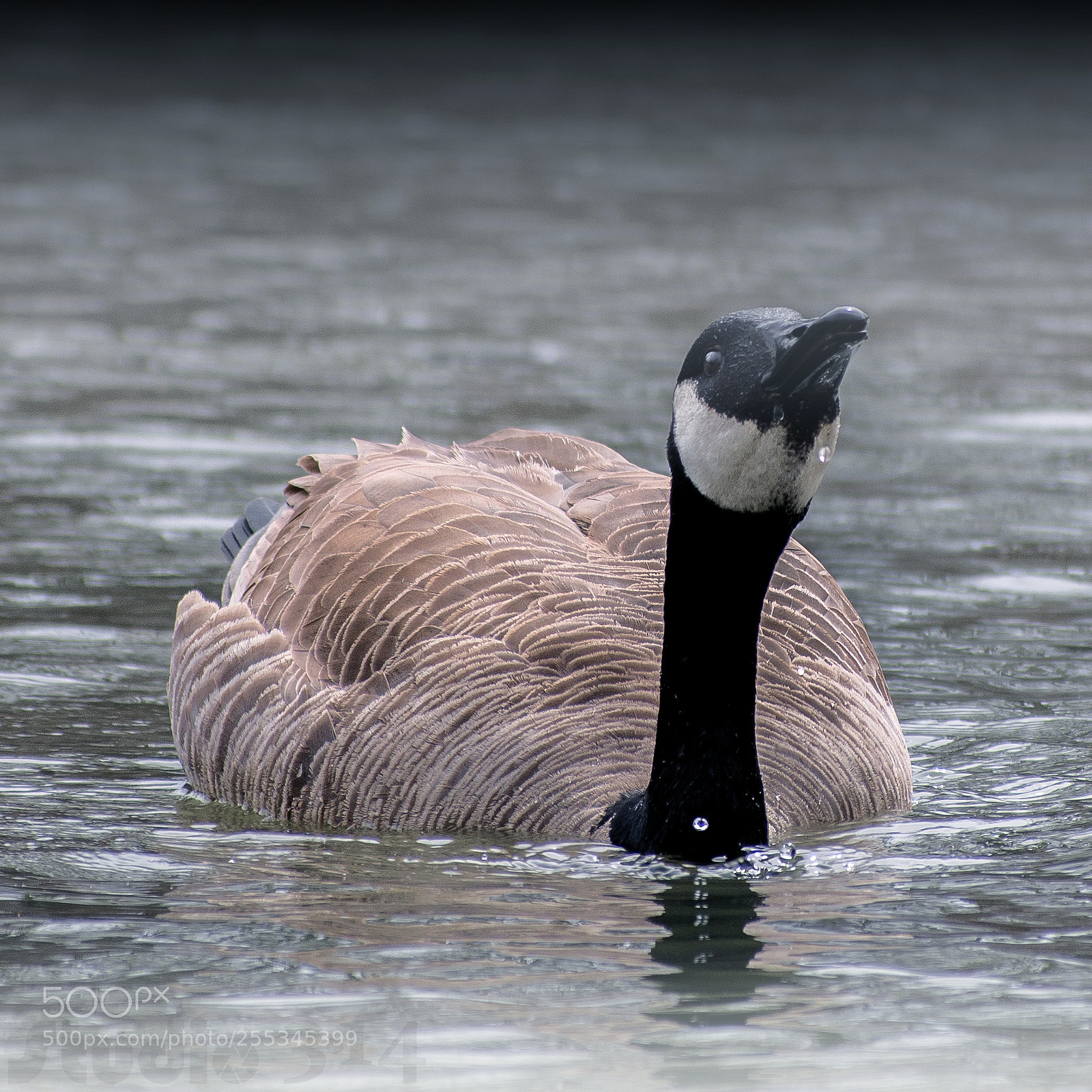 Nikon D7200 sample photo. Canada goose photography