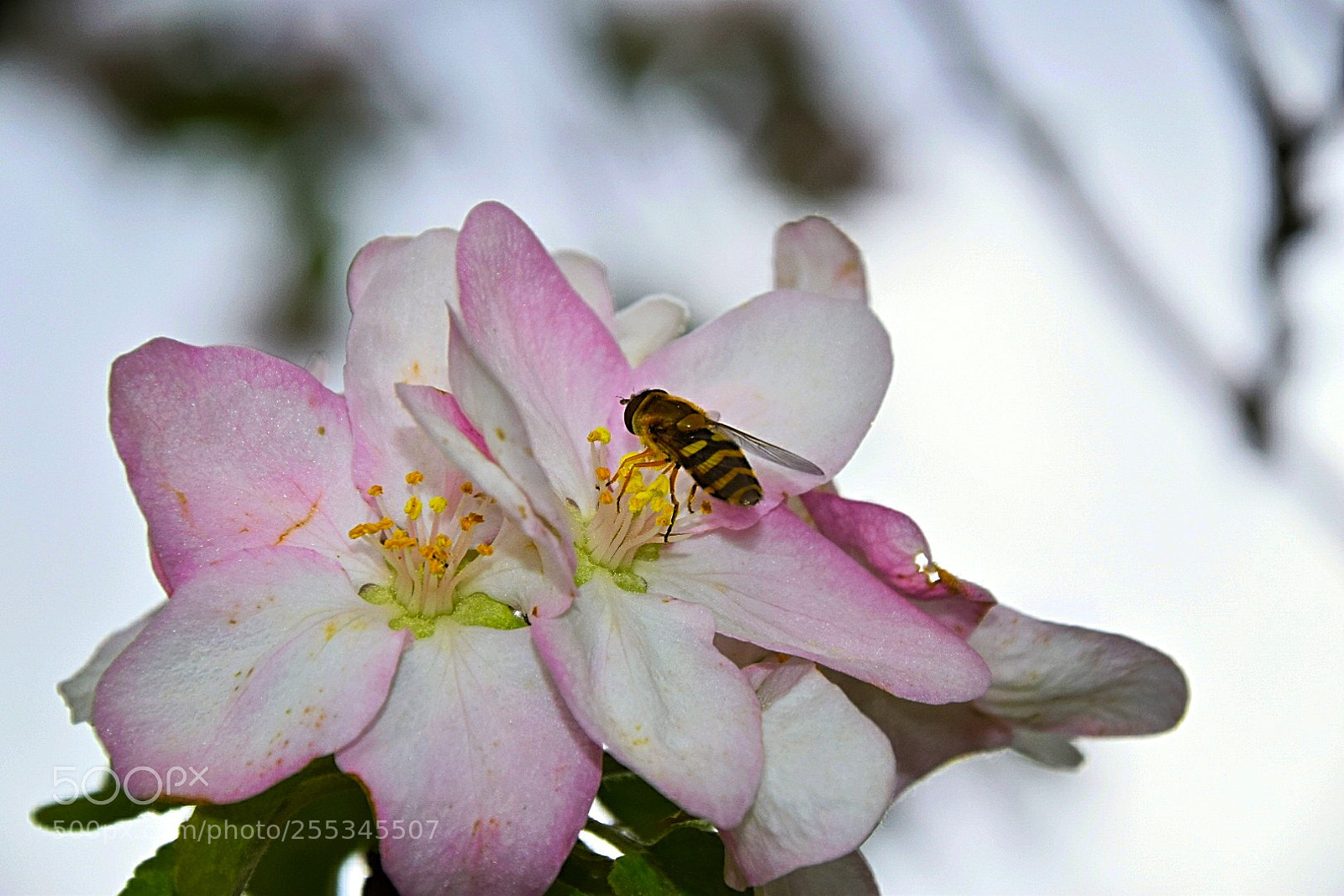 Nikon D5300 sample photo. Ein fleißiges bienchen! photography