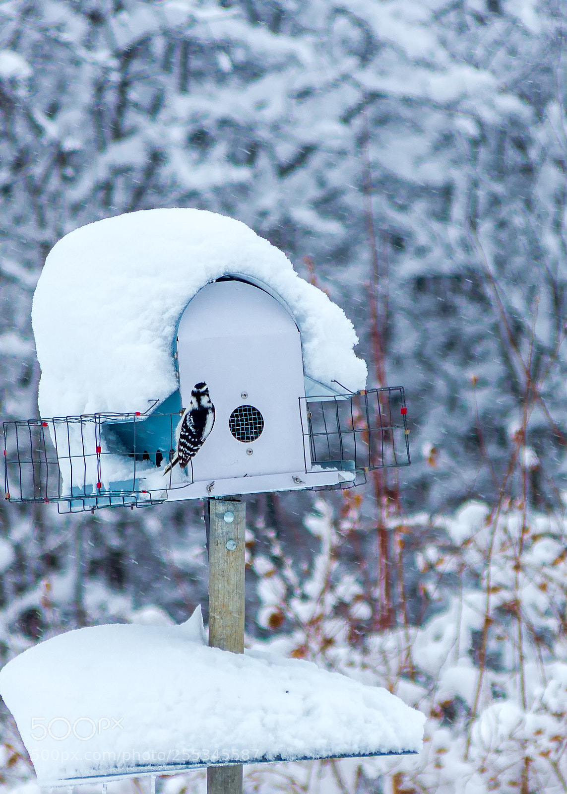 Canon EOS M sample photo. Snow bird 雪中 photography