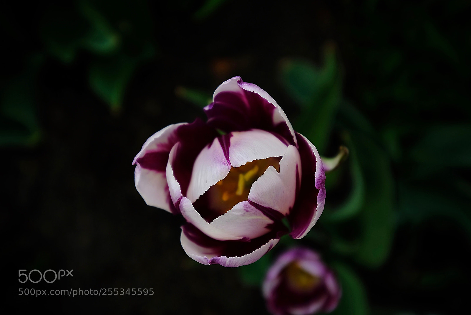 Fujifilm X-T20 sample photo. Untitled photography