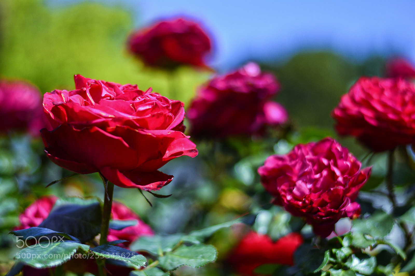 Nikon D5200 sample photo. Dsc photography