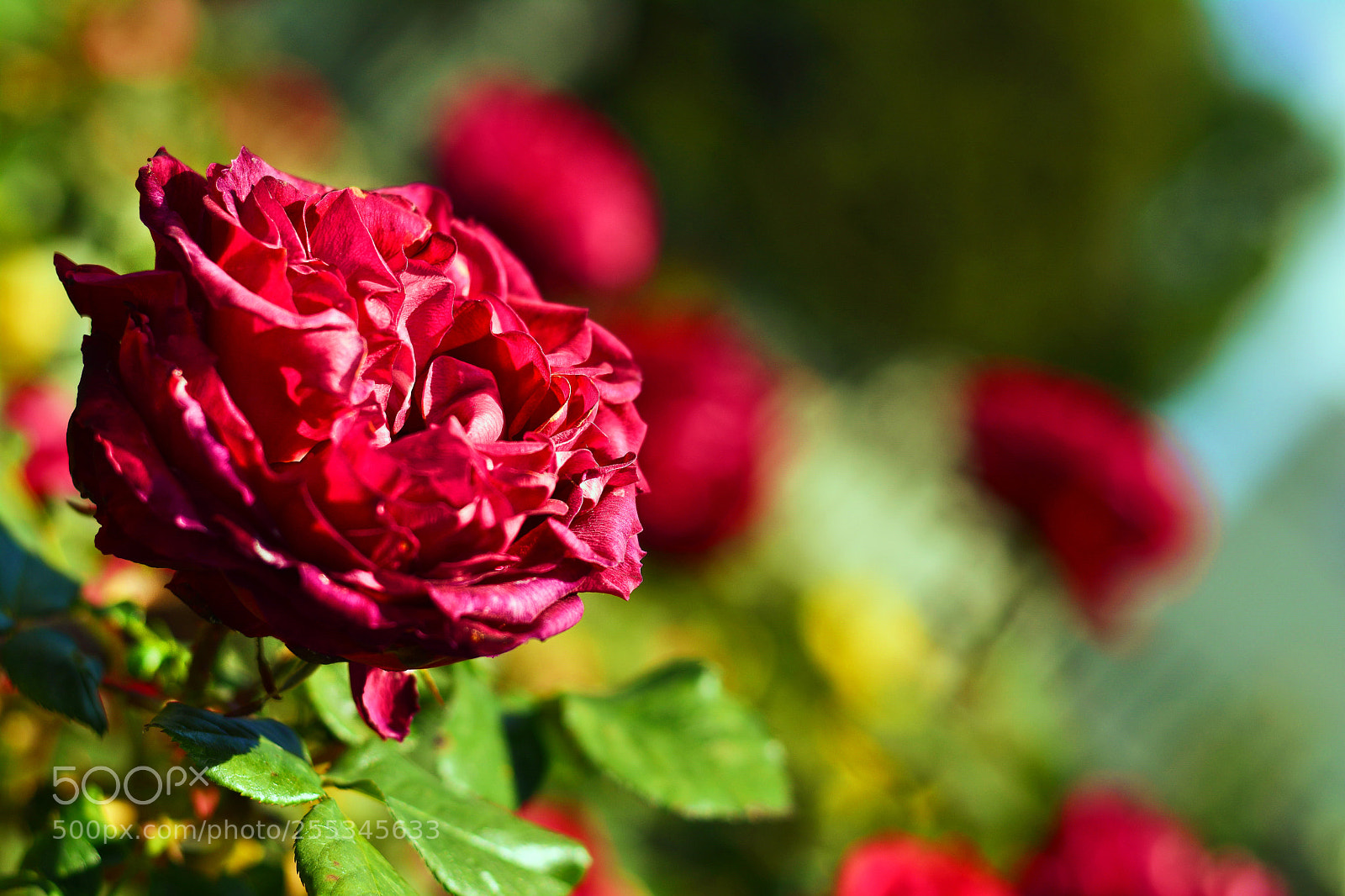 Nikon D5200 sample photo. Dsc photography