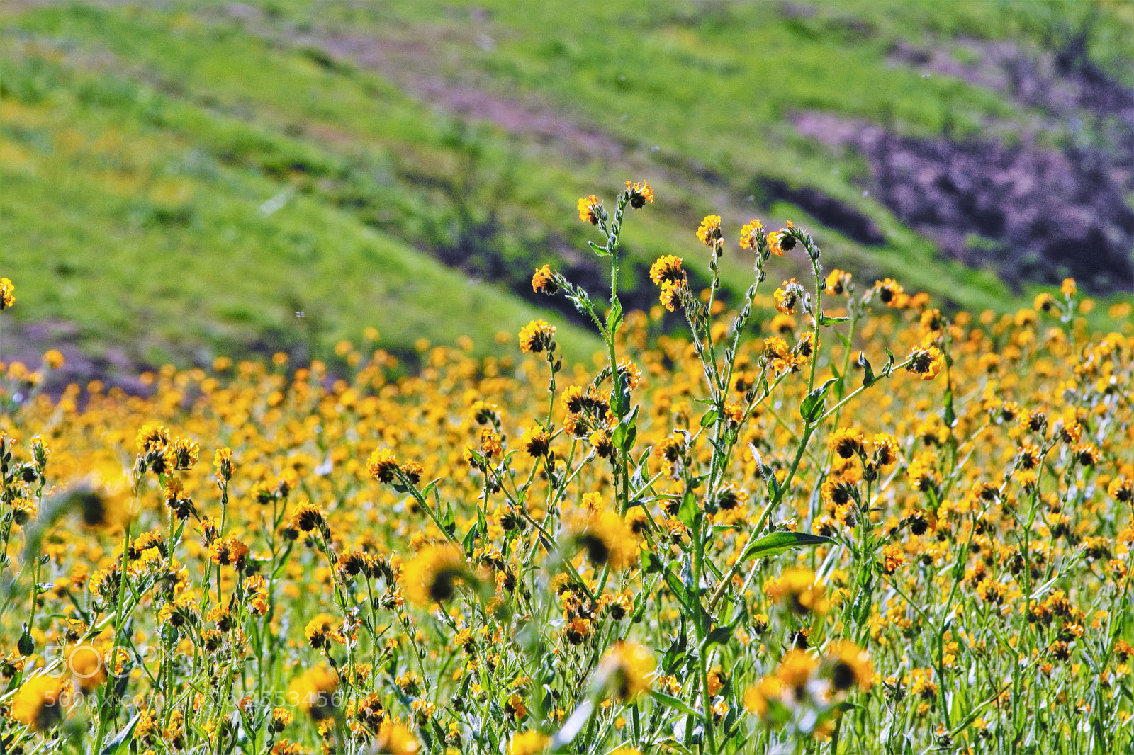 Nikon D5200 sample photo. Dsc photography