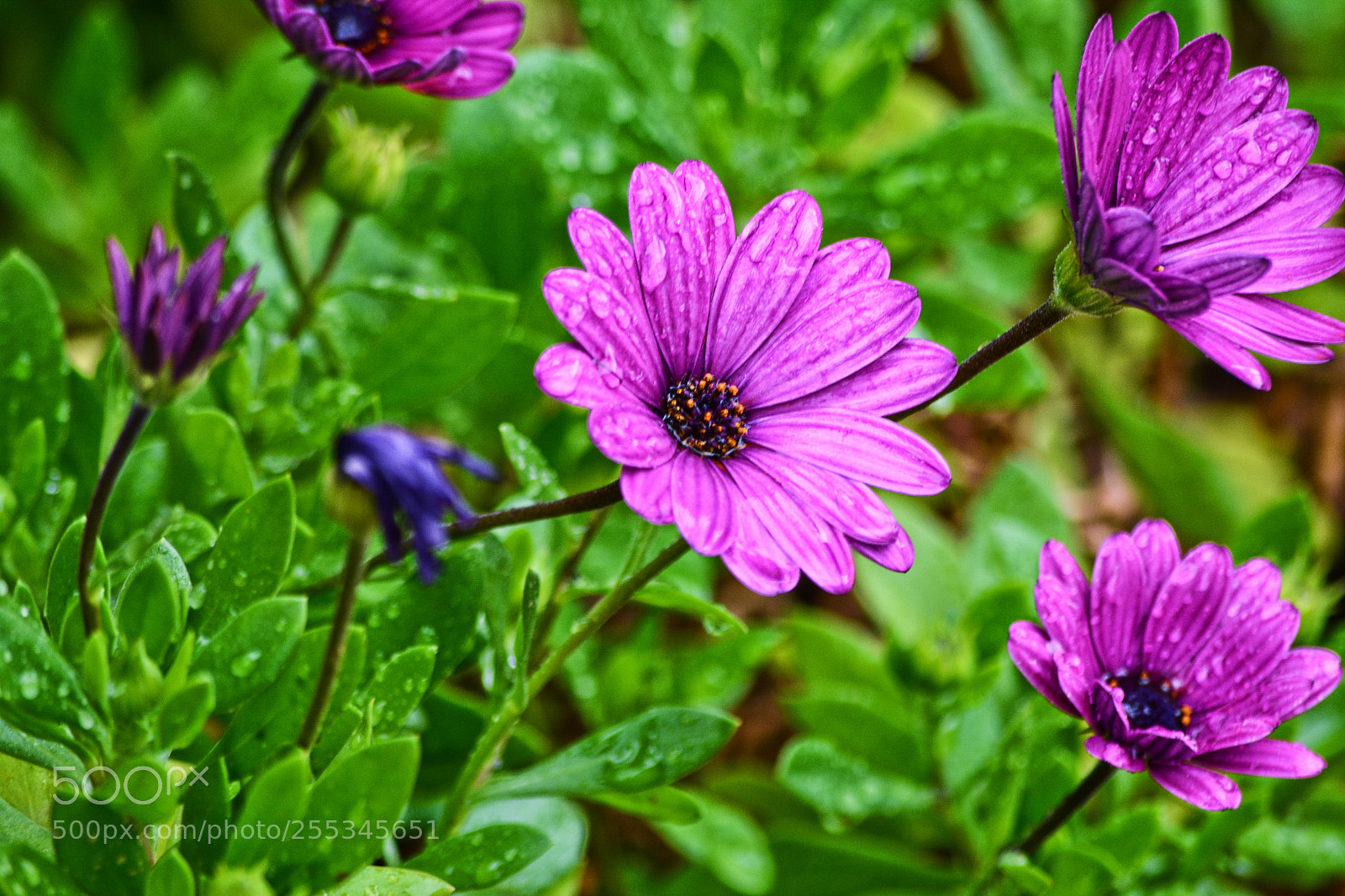 Nikon D5200 sample photo. Dsc photography
