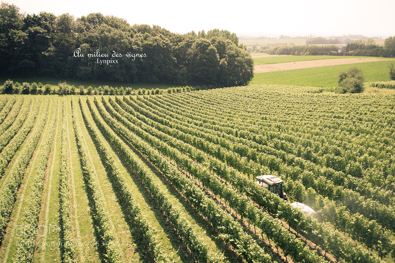 Nikon D3100 sample photo. Au milieu des vignes photography